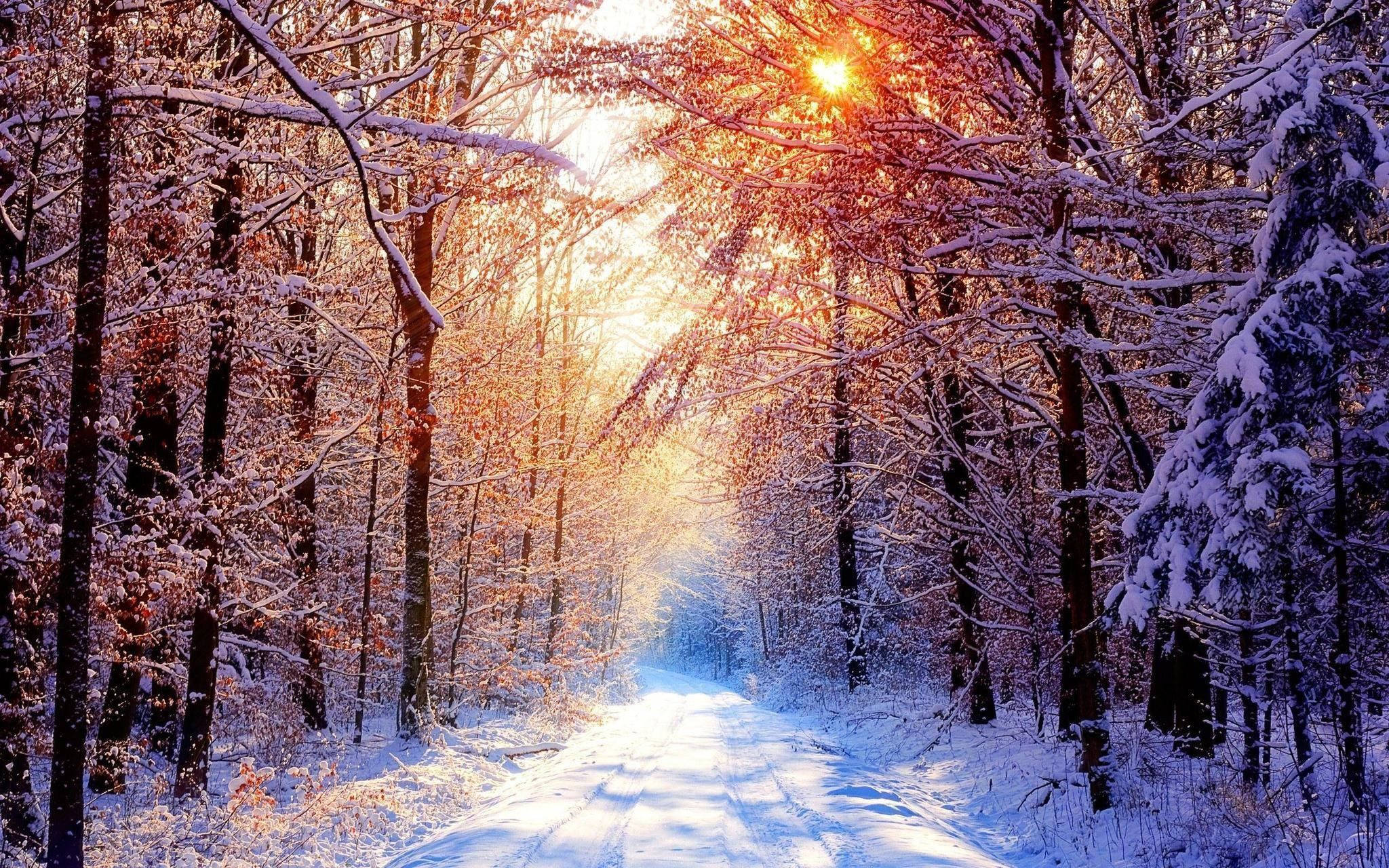 Escenario invernal de bosque encantador Fondos de pantalla