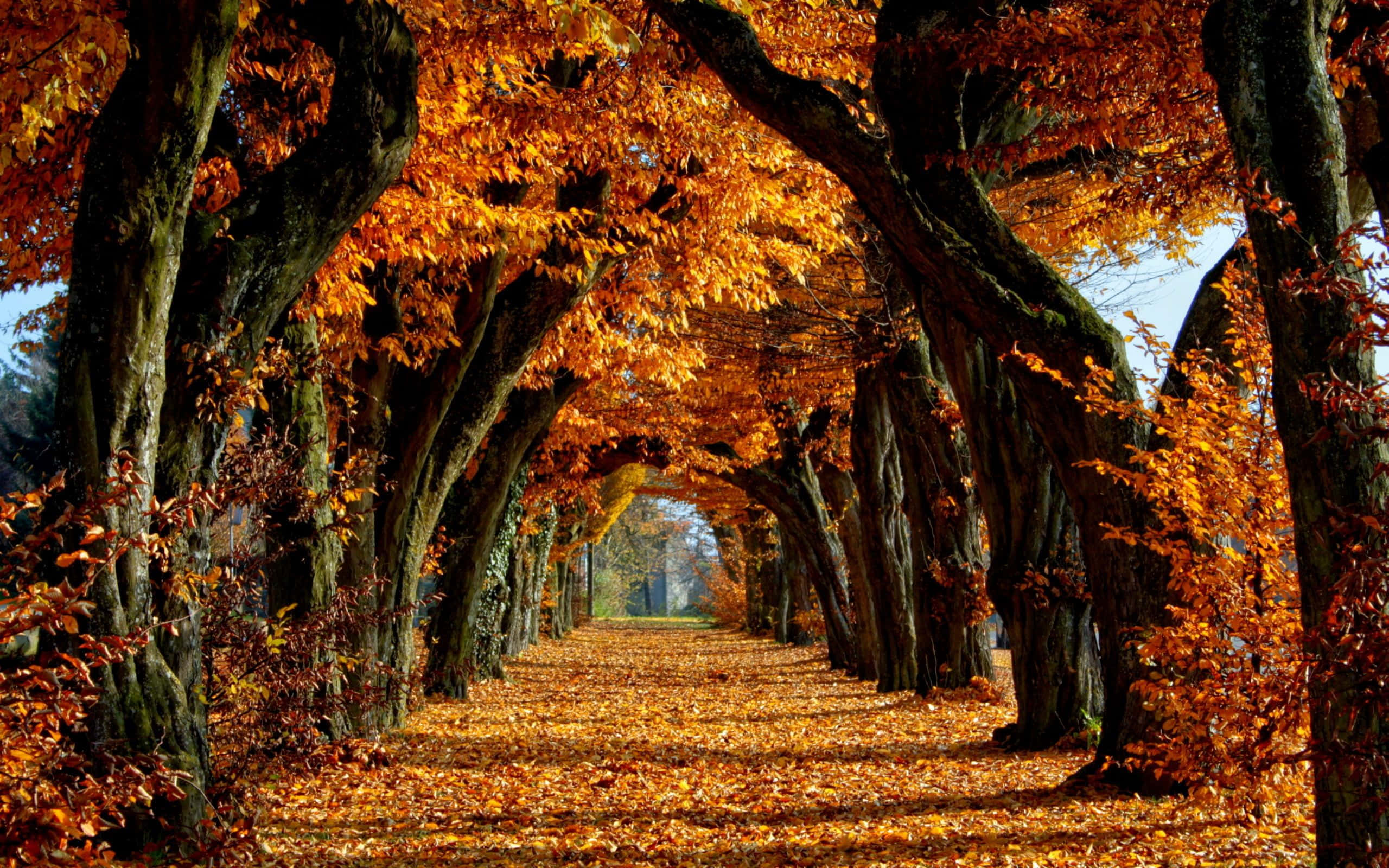 Escenas de otoño arco de hojas sendero Fondos de pantalla