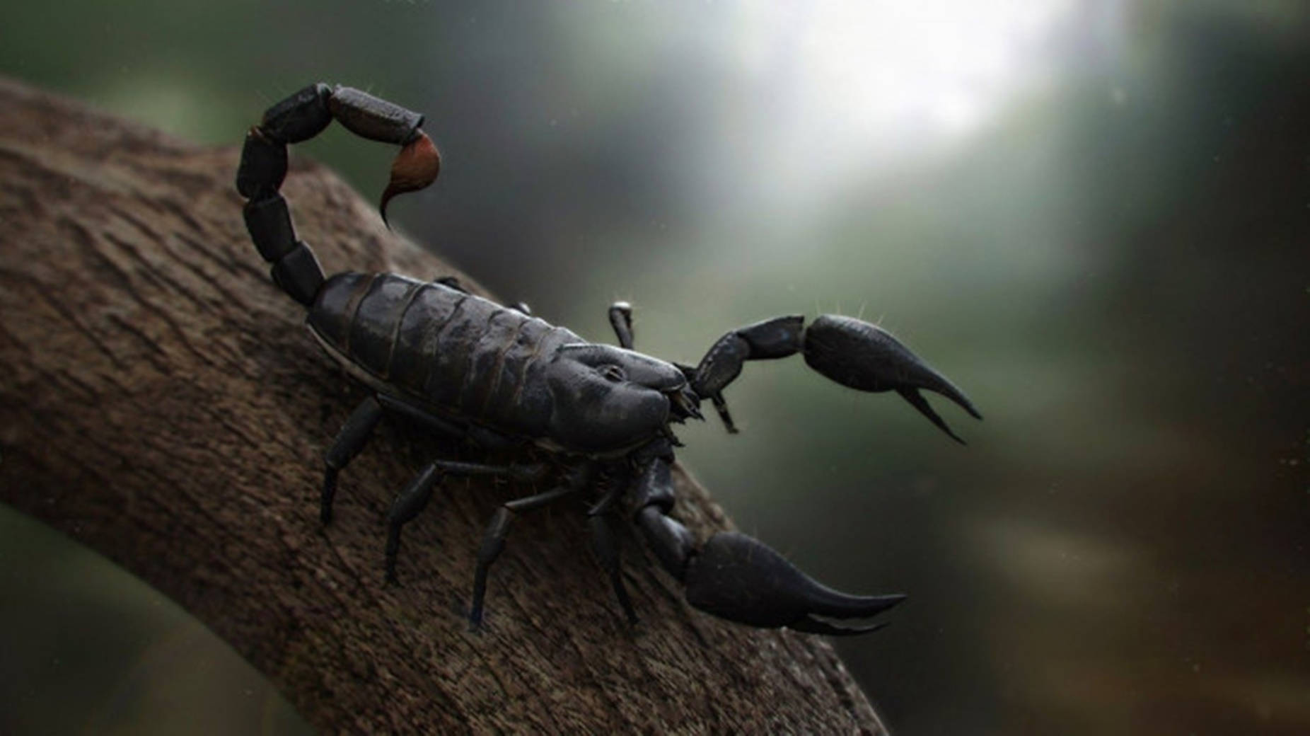 Escorpión Negro en Rama de Árbol Fondos de pantalla