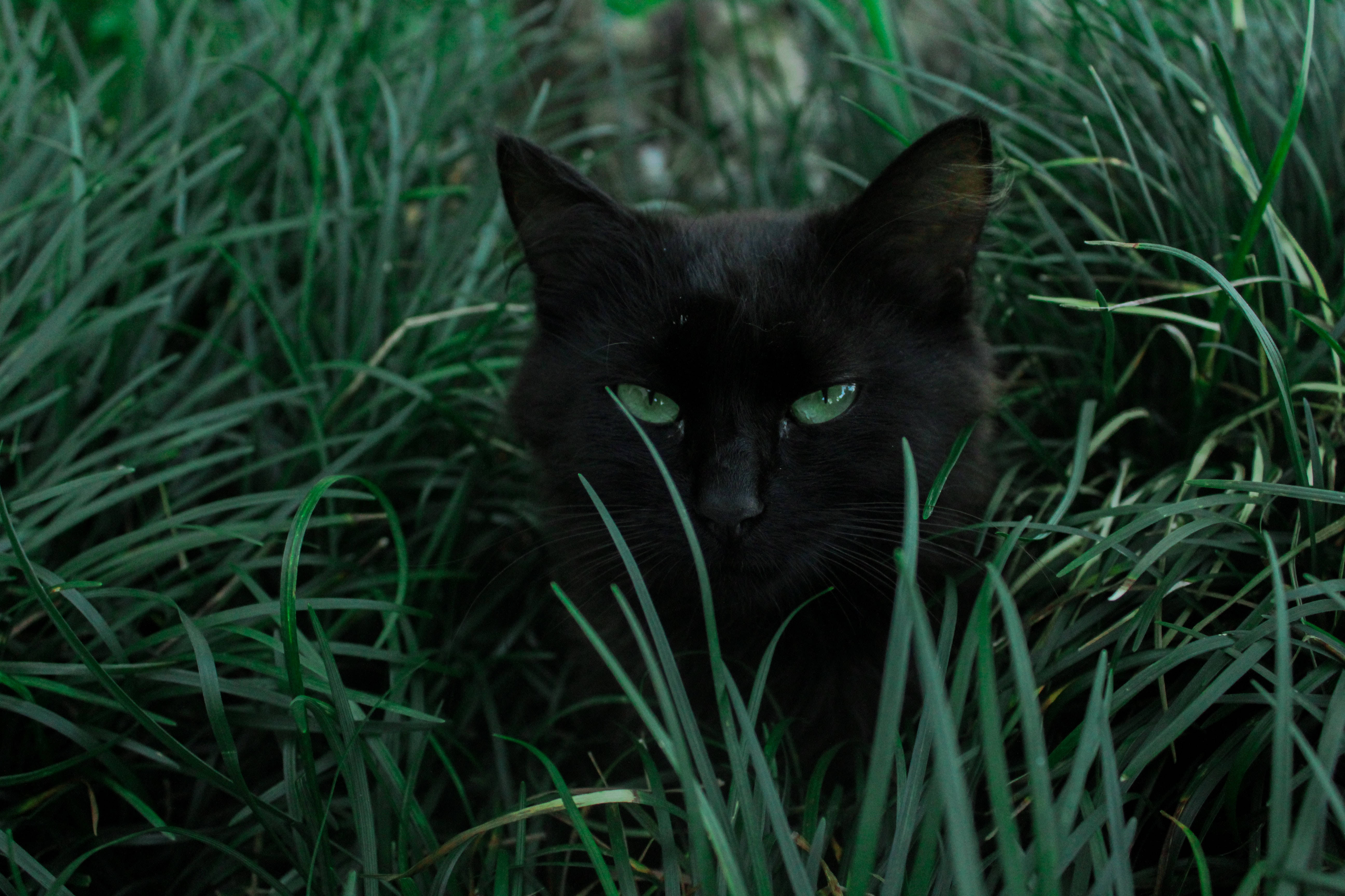 Escritorio 4K Completo Gato Negro Fondos de pantalla