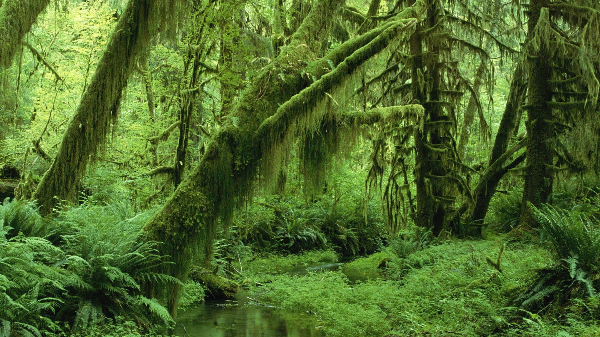 Escritorio de jungla musgosa con estética verde Fondos de pantalla