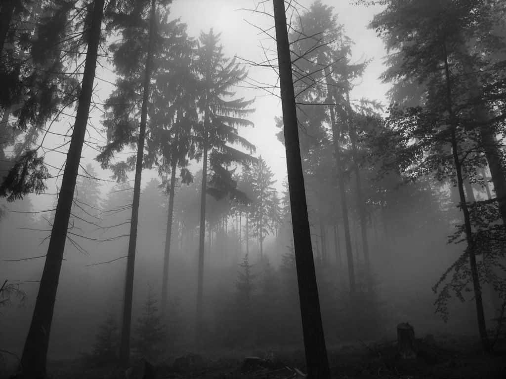 Escritorio Estético Gris Árboles con Niebla Fondos de pantalla