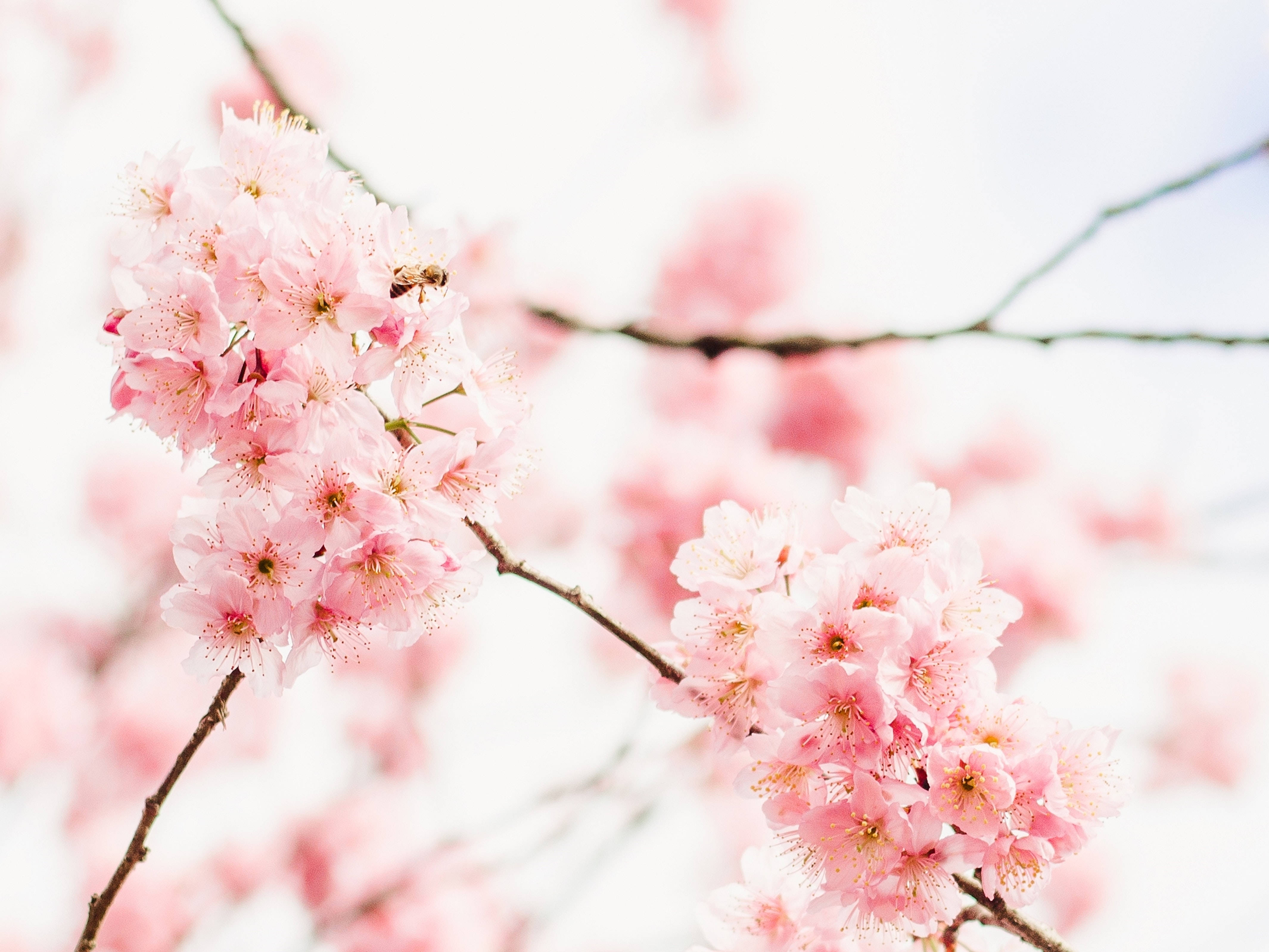 Escritorio estético con cerezos en flor Fondos de pantalla