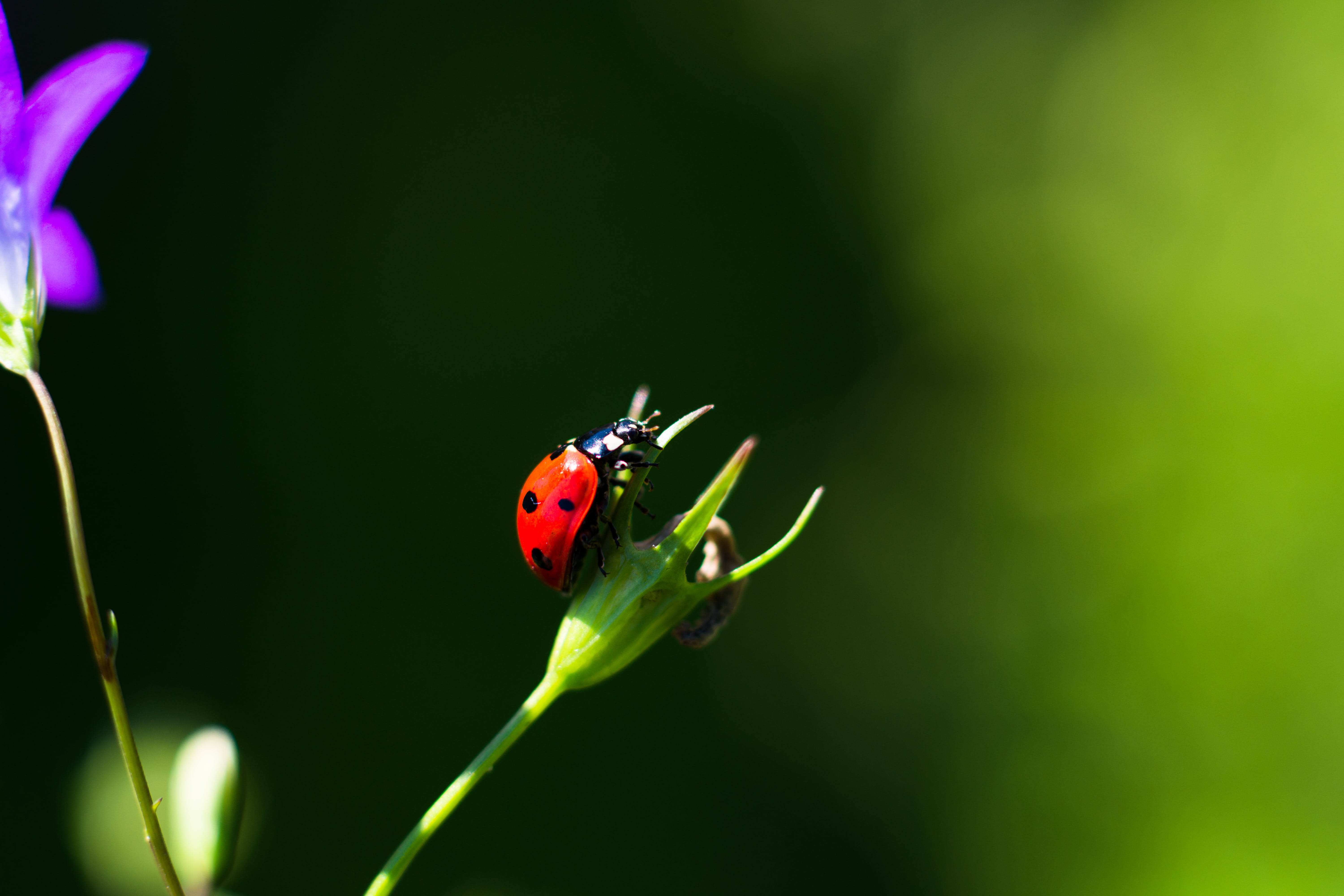 Especie de mariquita asiática Fondos de pantalla
