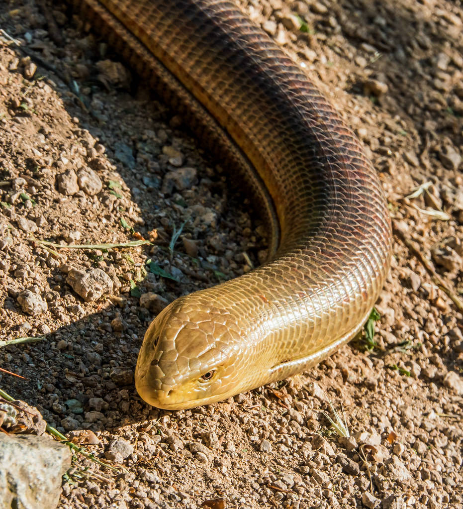Espectacular lagarto de cristal macho sobre suelo seco Fondos de pantalla