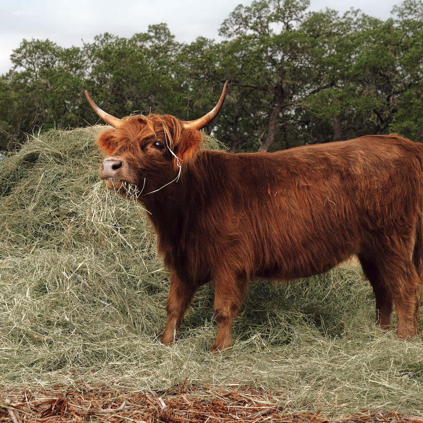 ¡Esta linda vaca te desea un buen día! Fondos de pantalla