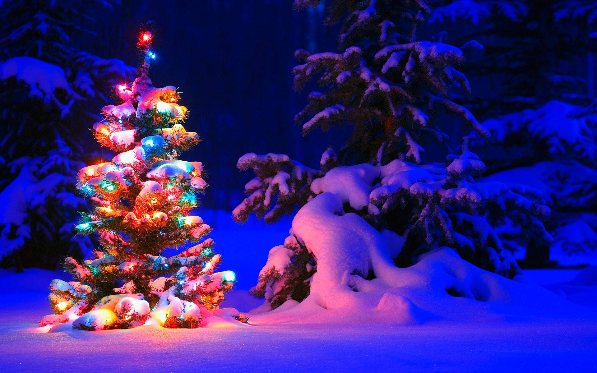 Fondo de pantalla de un lindo árbol de Navidad cubierto de nieve. — Navidad GIF Fondos de pantalla