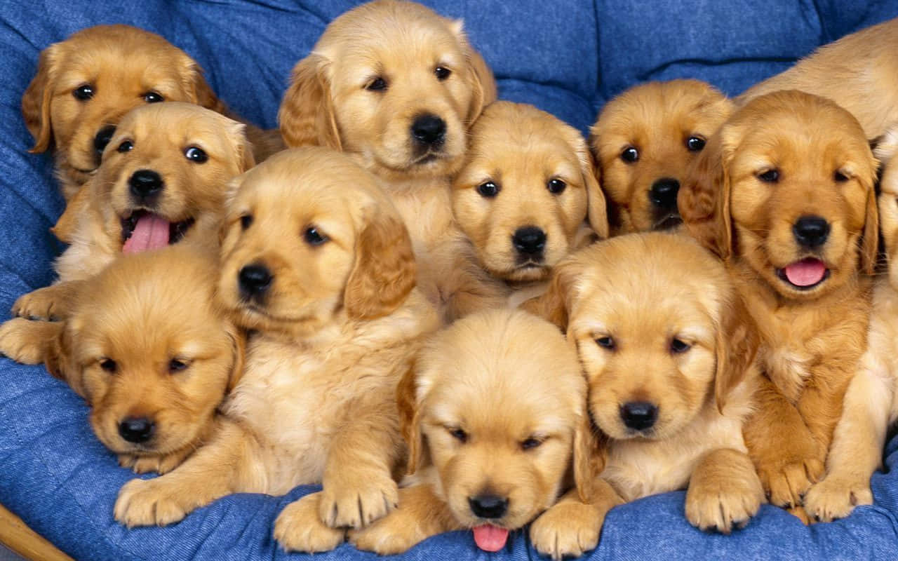 Este adorable cachorro está listo para alegrar tu día. Fondos de pantalla