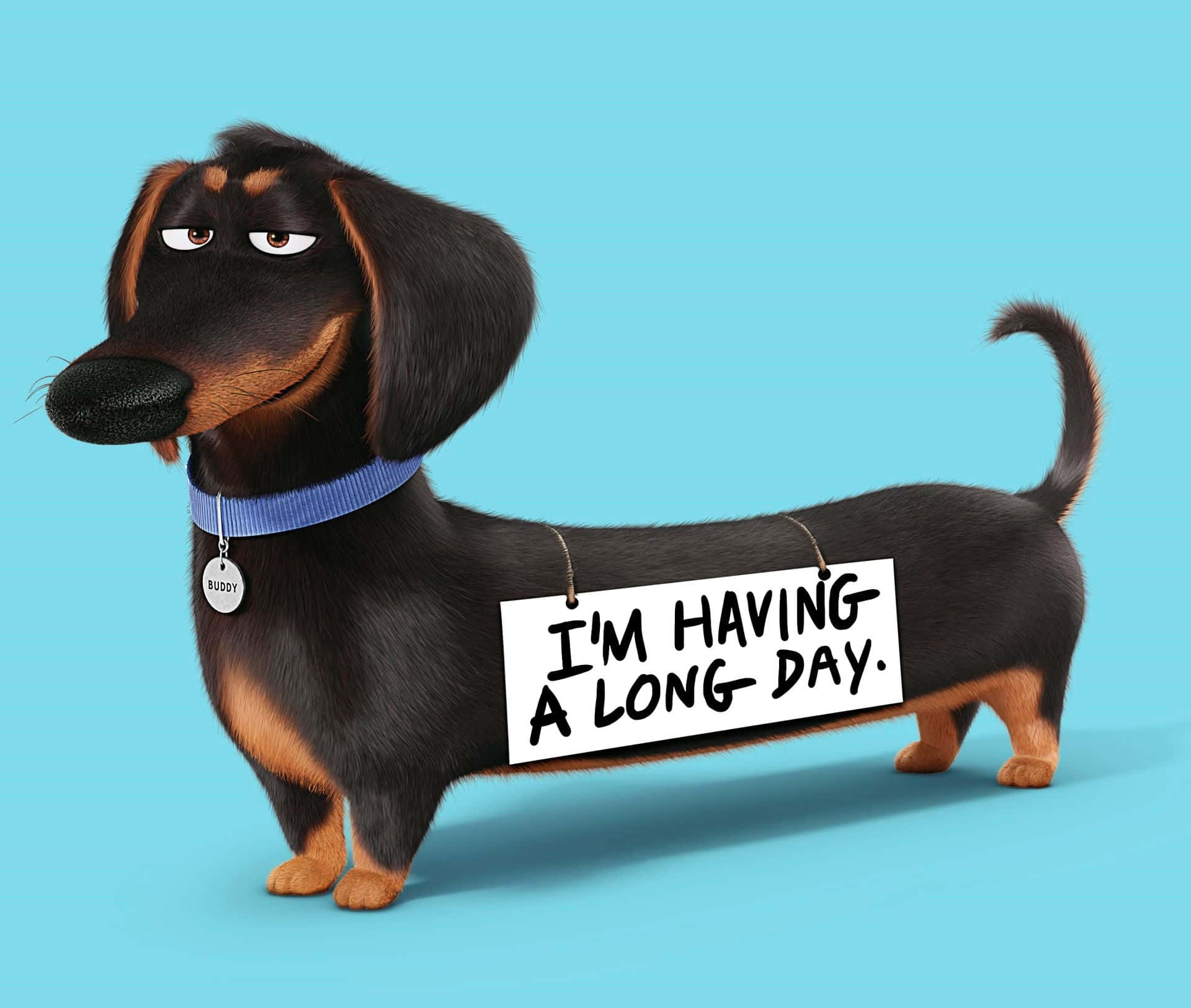 ¡Este adorable cachorro de perro salchicha alegrará tu día! Fondos de pantalla