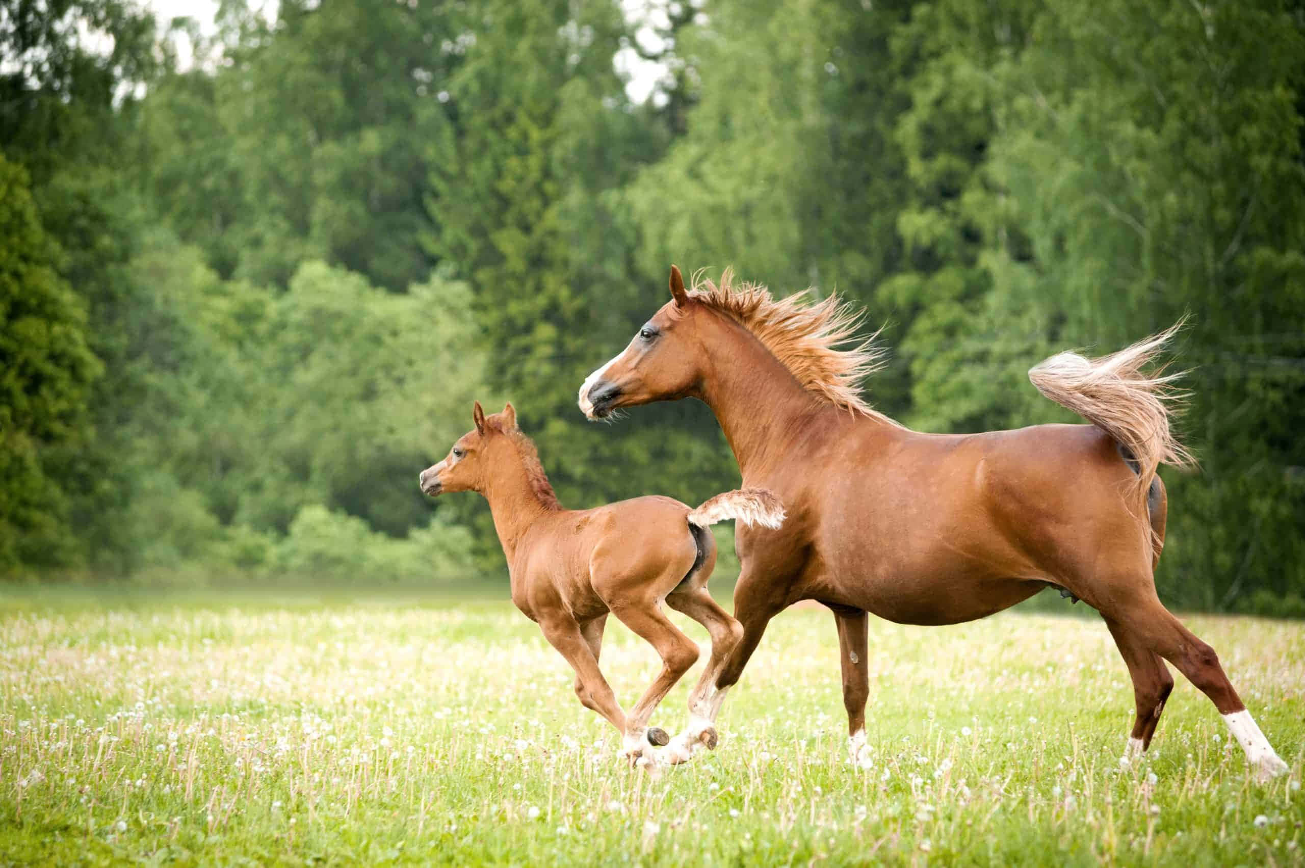 ¡Este caballo adorable demuestra que puedes lucir encantador incluso con mucho pelo! Fondos de pantalla