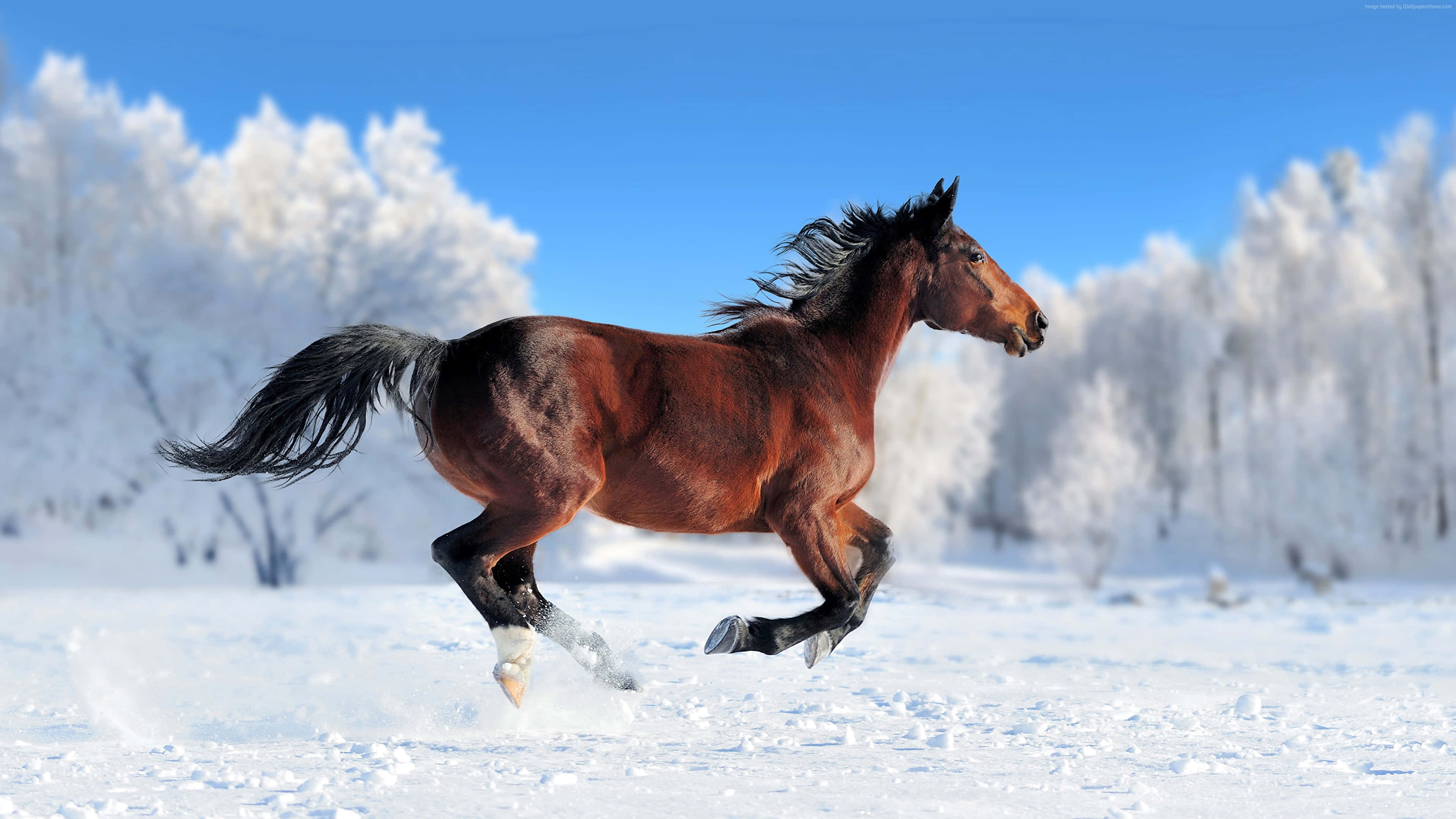 ¡Este caballo amigable no puede esperar para saludar! Fondos de pantalla