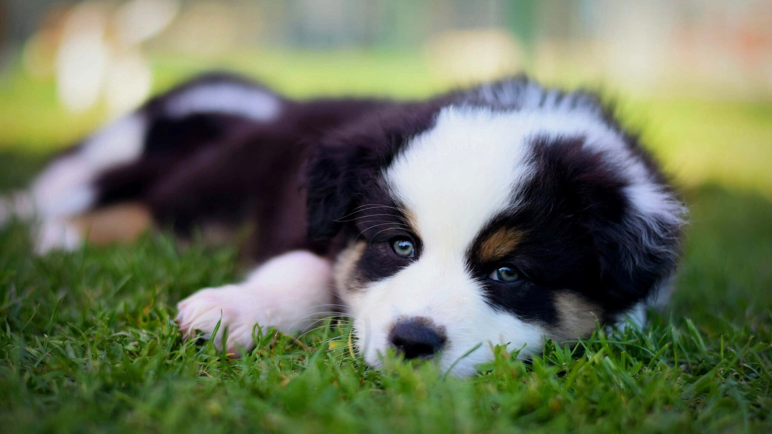 ¡Este cachorro es demasiado adorable! Fondos de pantalla