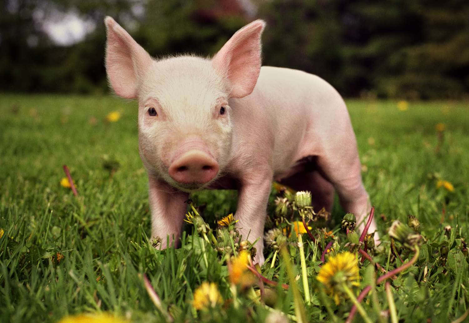 ¡Este cerdito es demasiado tierno! Fondos de pantalla