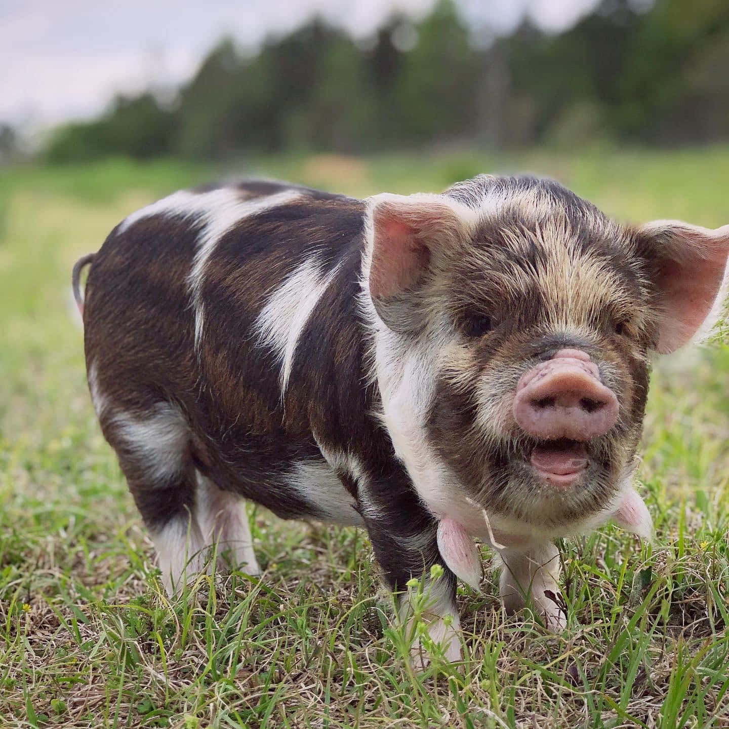 Este cerdito lindo se siente feliz y contento Fondos de pantalla