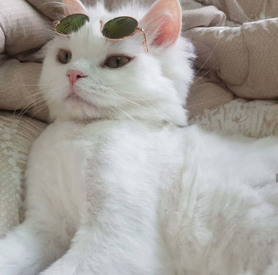 Este gato estético está sentado serenamente en un jardín de flores silvestres Fondos de pantalla