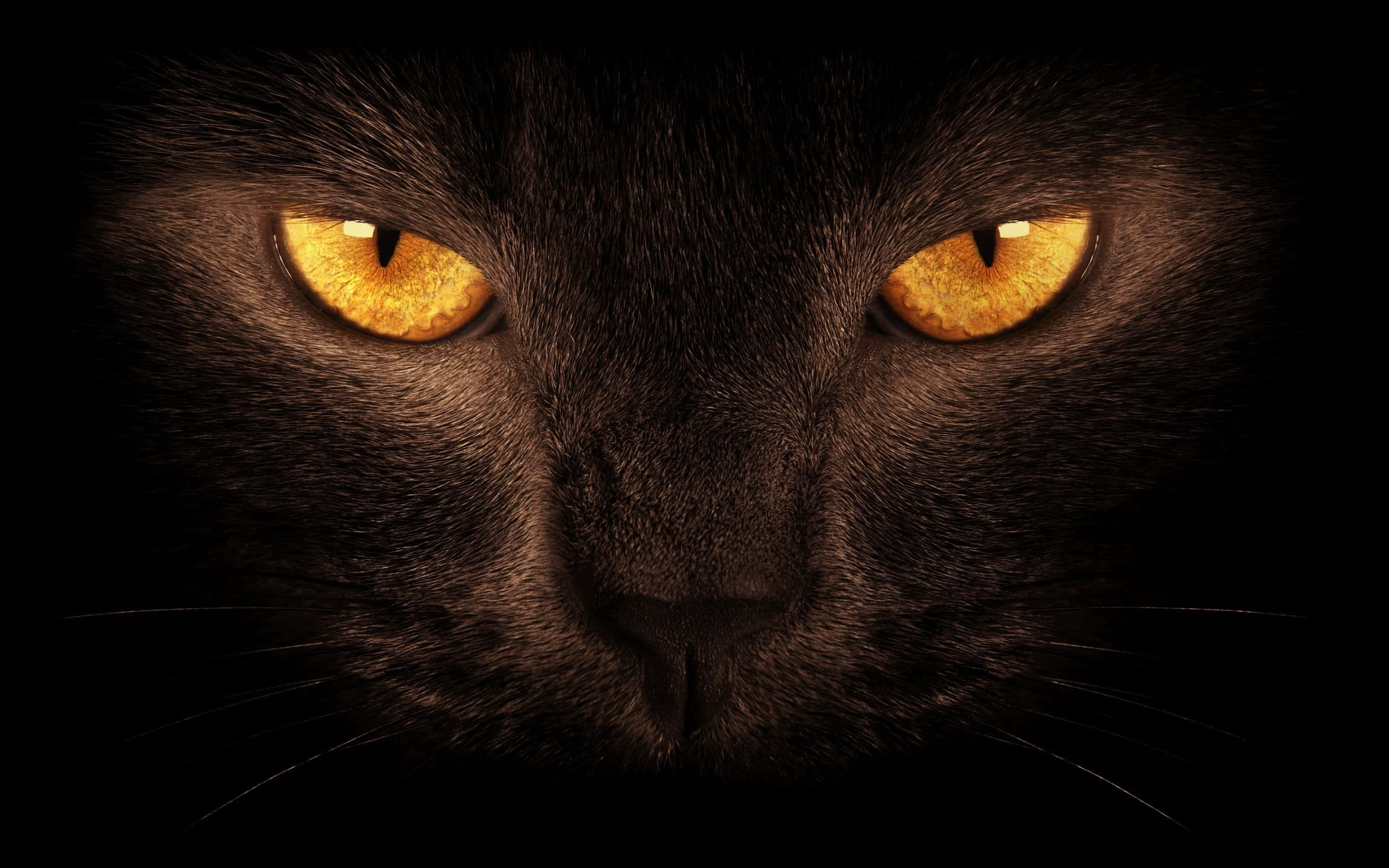 Este gato negro y sensual emerge de la oscuridad con una mirada cómplice. Fondos de pantalla