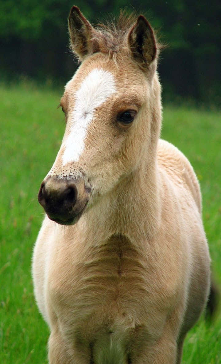 Este Lindo Caballo Está Listo para Llevarte a una Aventura Fondos de pantalla