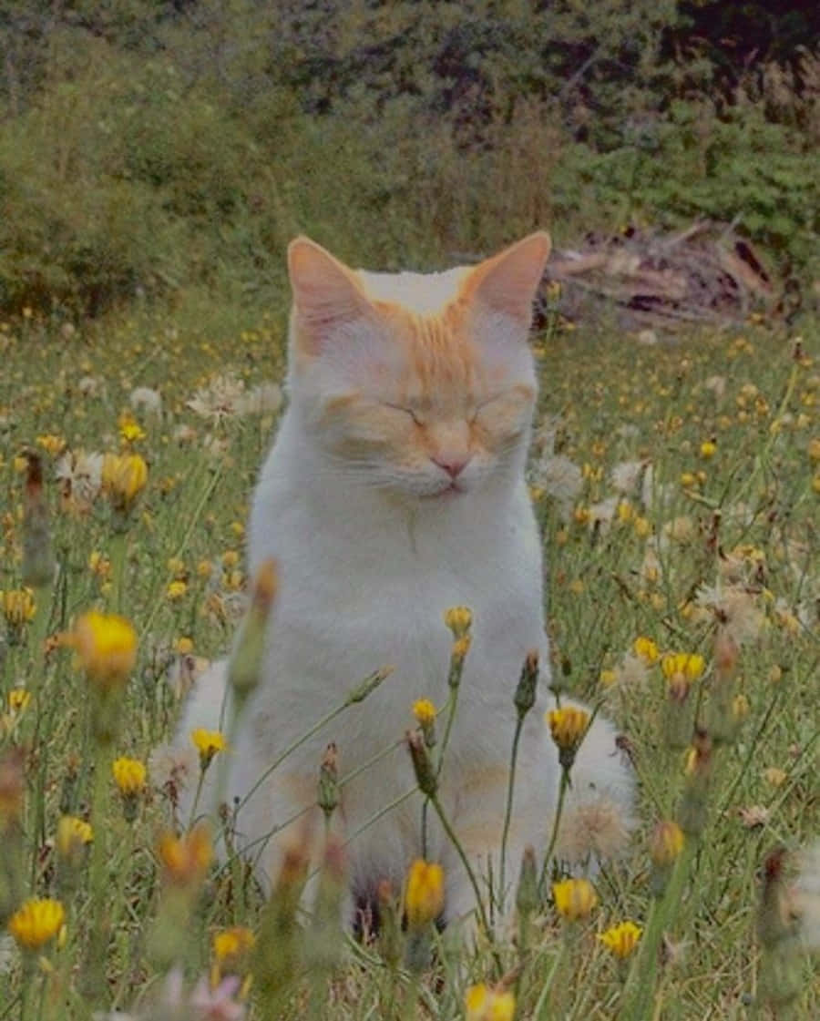 ¡Este majestuoso gato estético está listo para conquistar el día! Fondos de pantalla