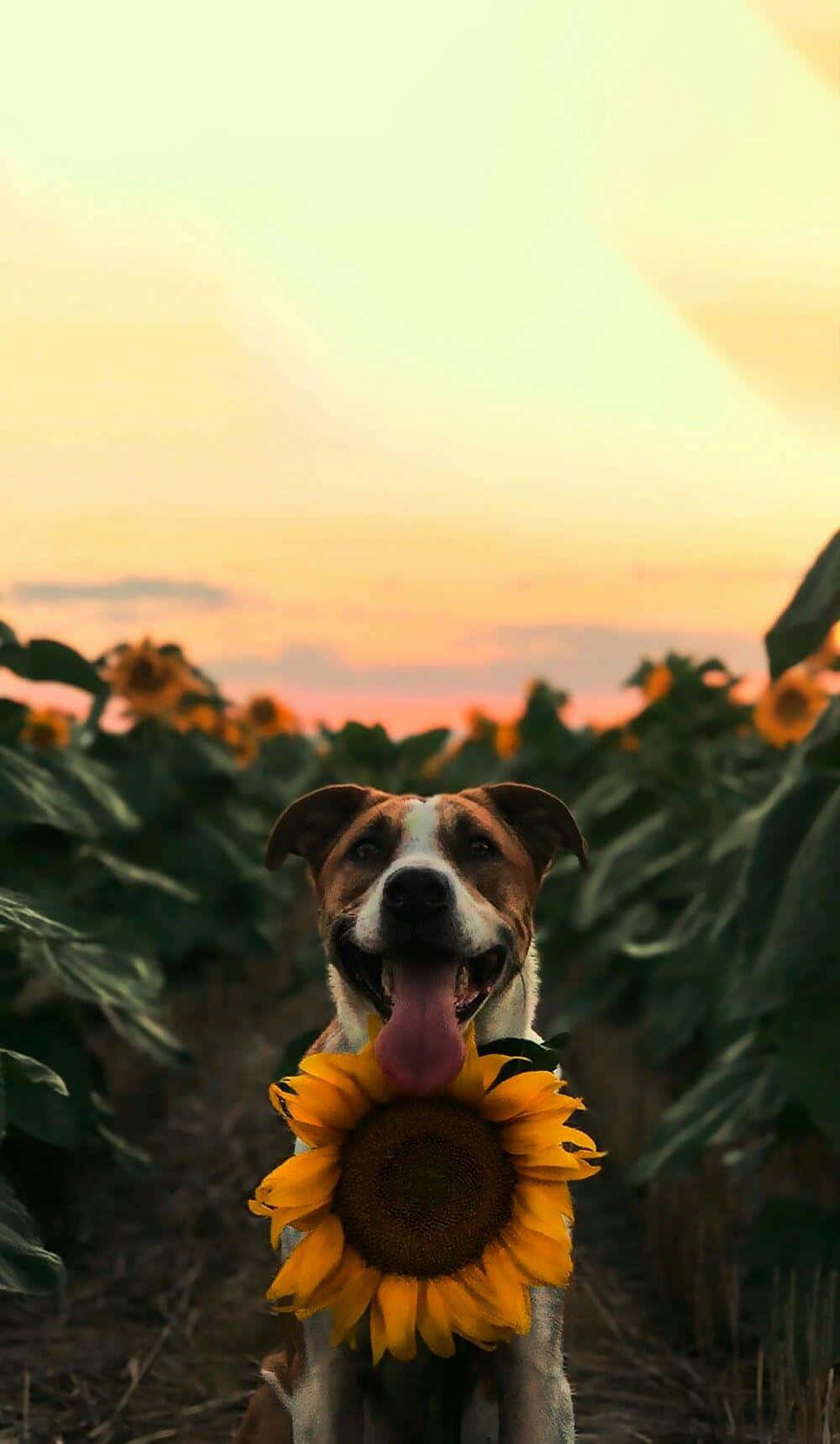 Este pequeño y lindo cachorro tiene un gran sentido del estilo Fondos de pantalla