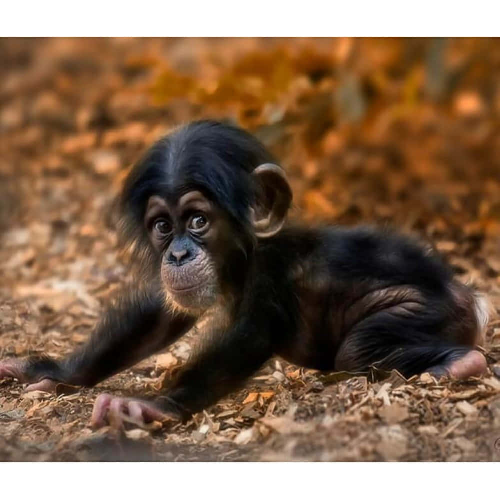 ¡Este pequeño y lindo mono está listo para una nueva aventura! Fondos de pantalla