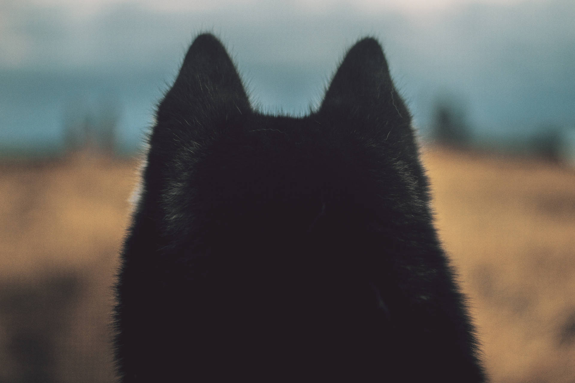 Fondo de pantalla de vista trasera de cabeza de perro negro peludo