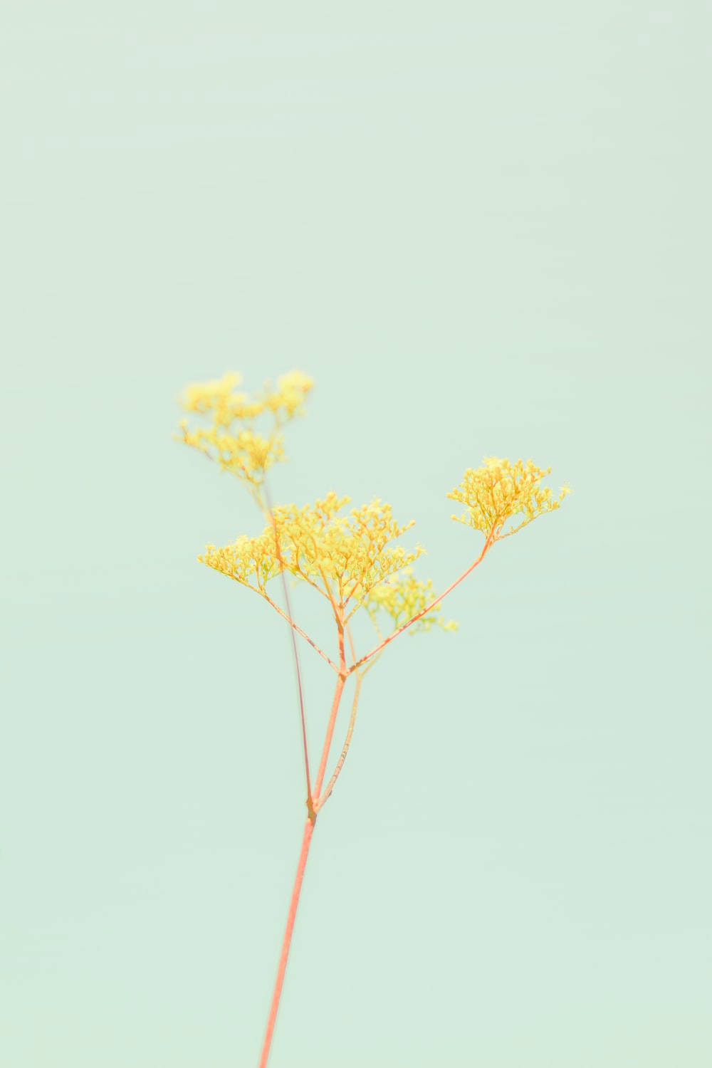 Estética amarillo pastel con flor Fondos de pantalla