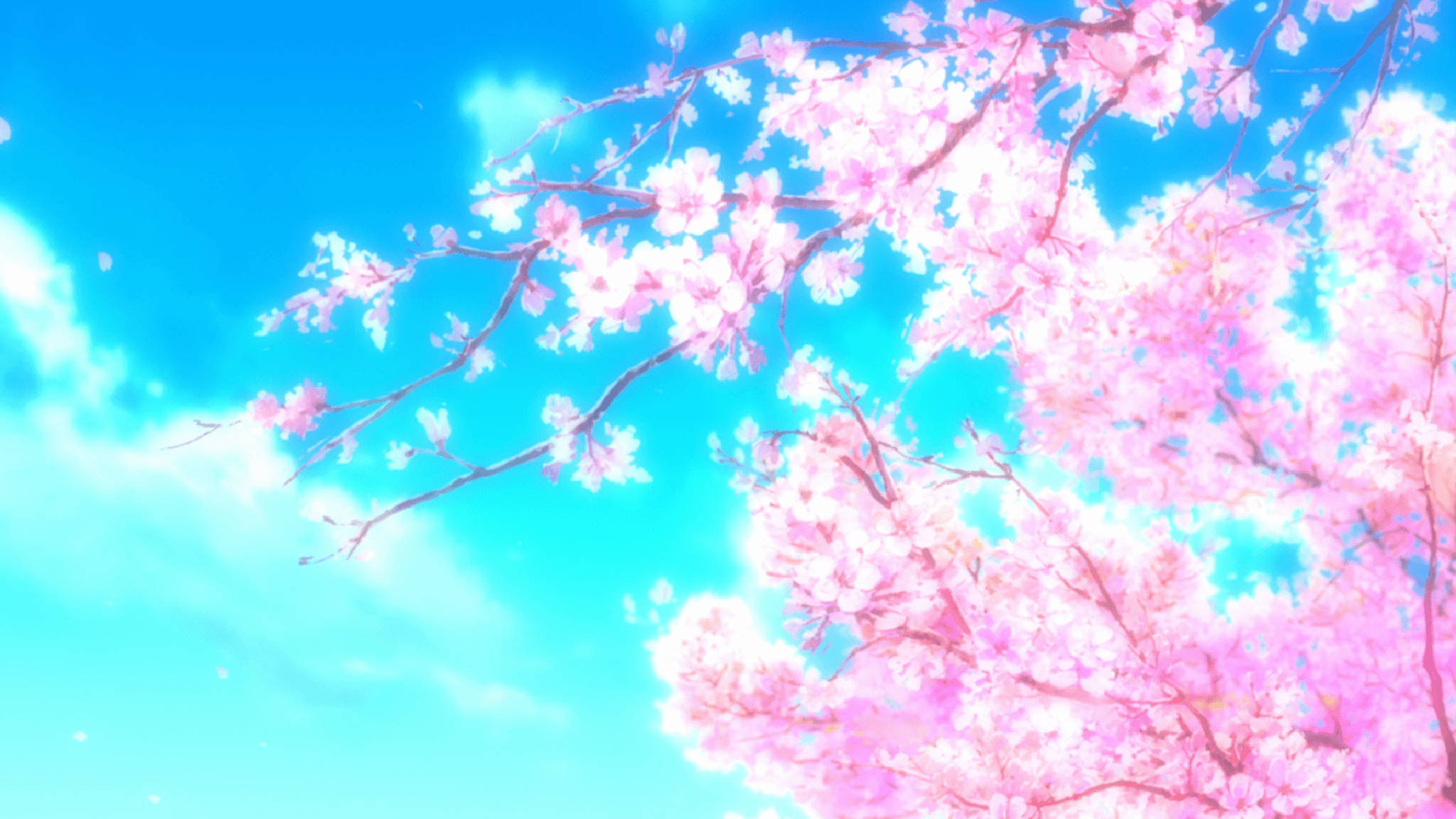 Estética Anime Rosa de Flores de Cerezo Fondos de pantalla