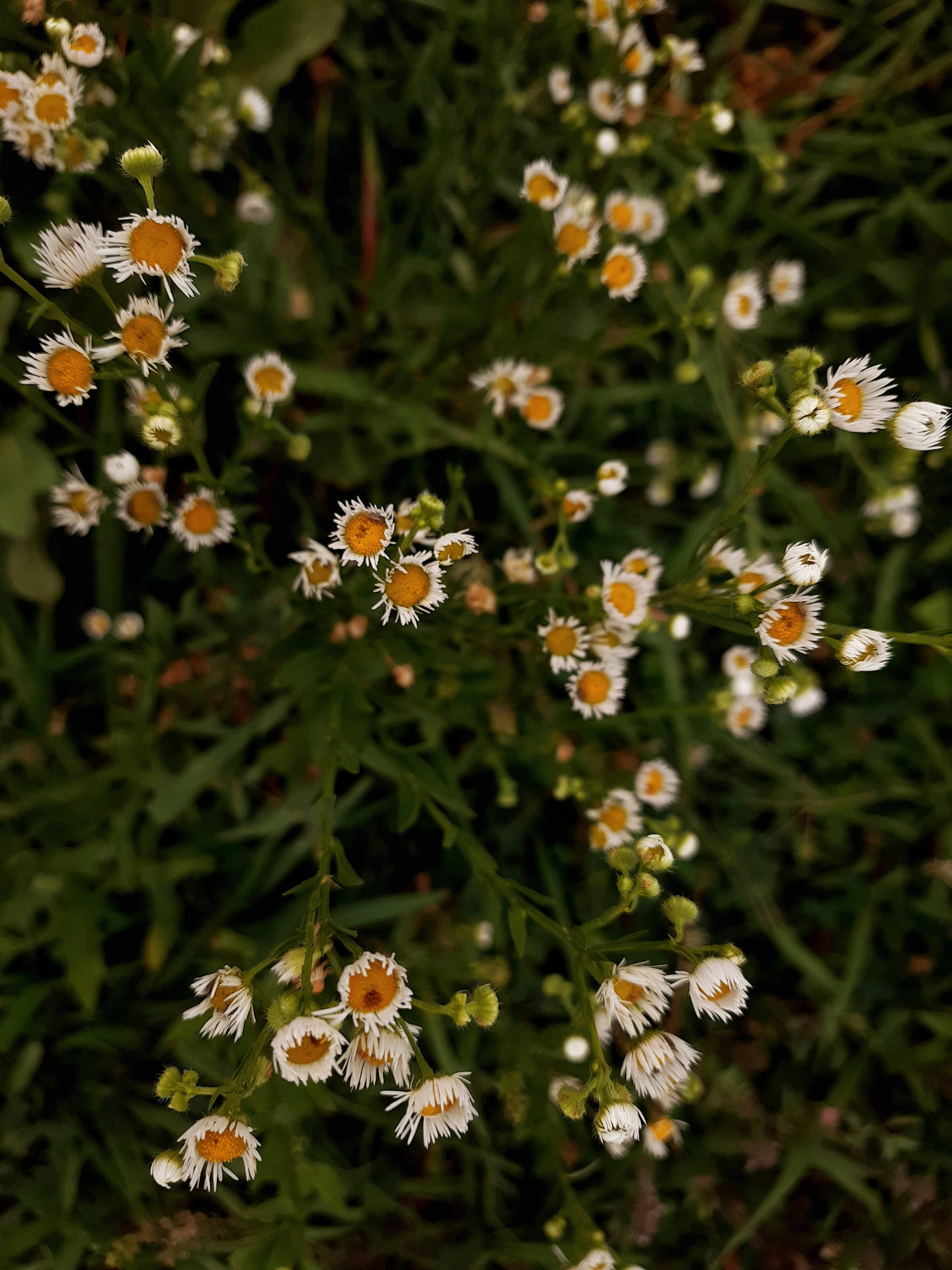 Estética Cottagecore de Flores Blancas en el Pasto Fondos de pantalla
