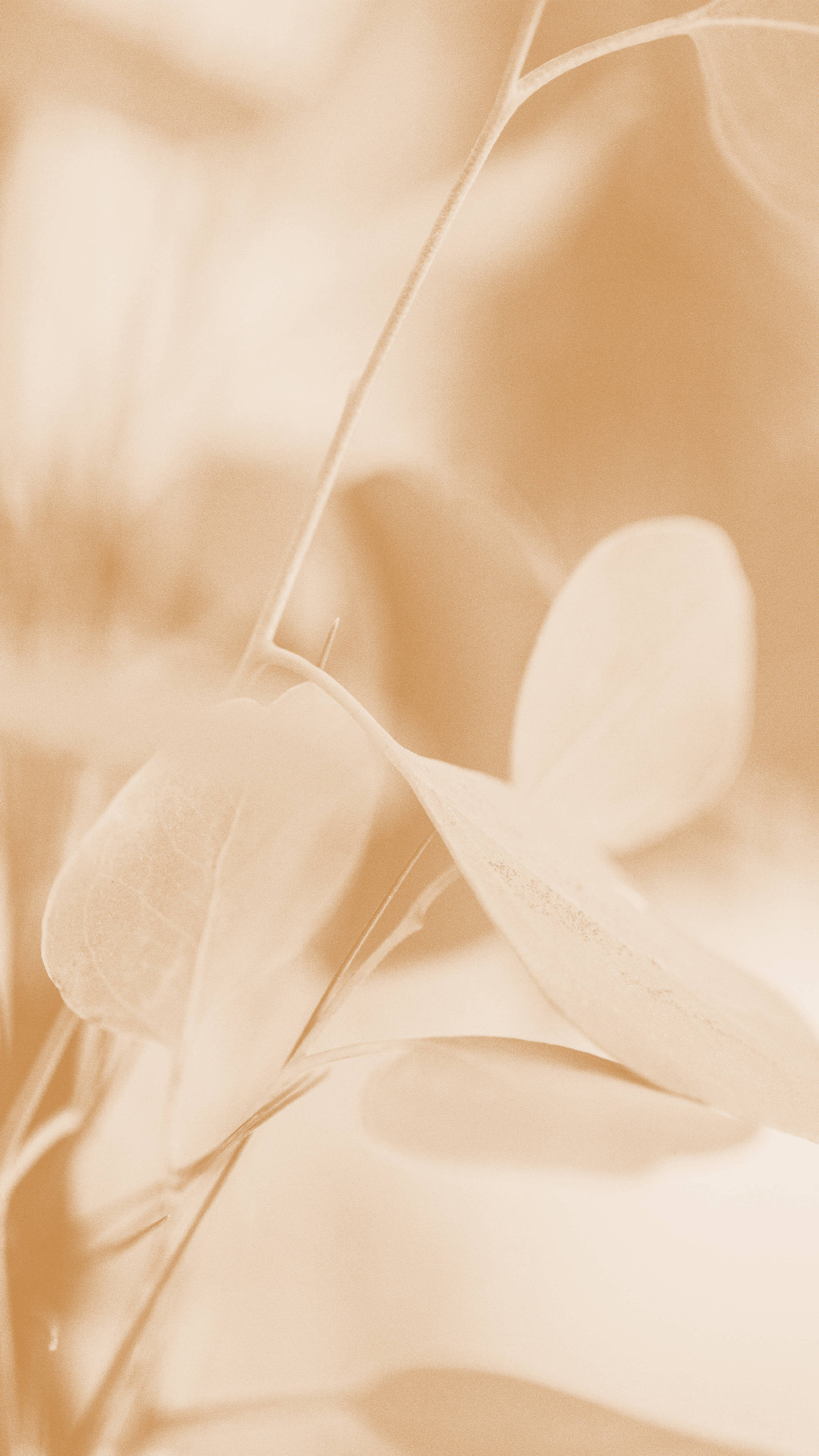 Estética Crema Naturaleza Hermosa Fondos de pantalla