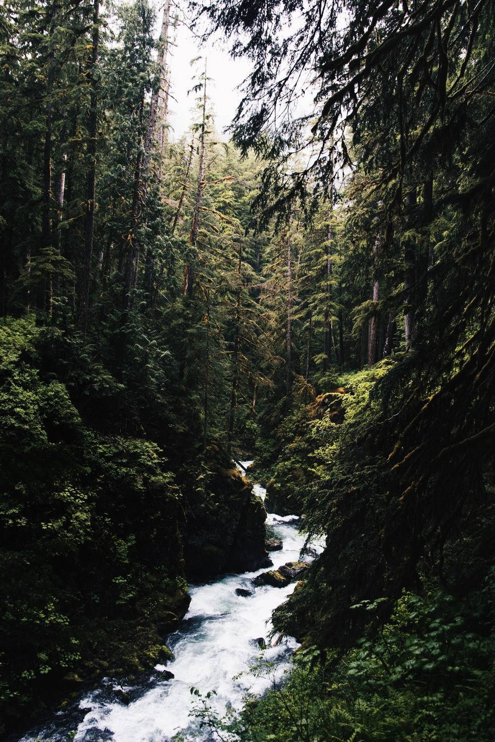 Estética de agua en el bosque Fondos de pantalla