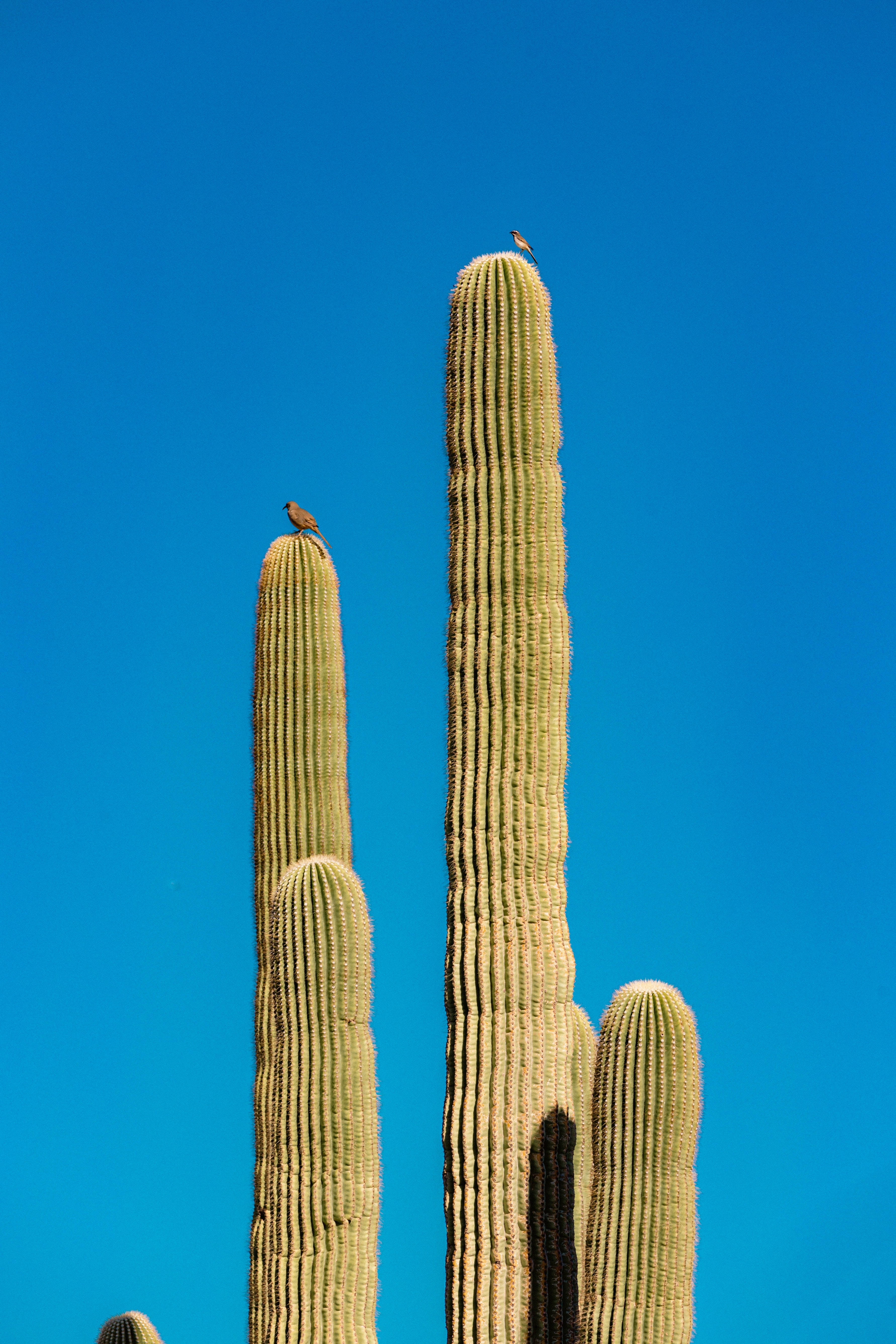 Estética de Cactus y Cielo Azul Fondos de pantalla