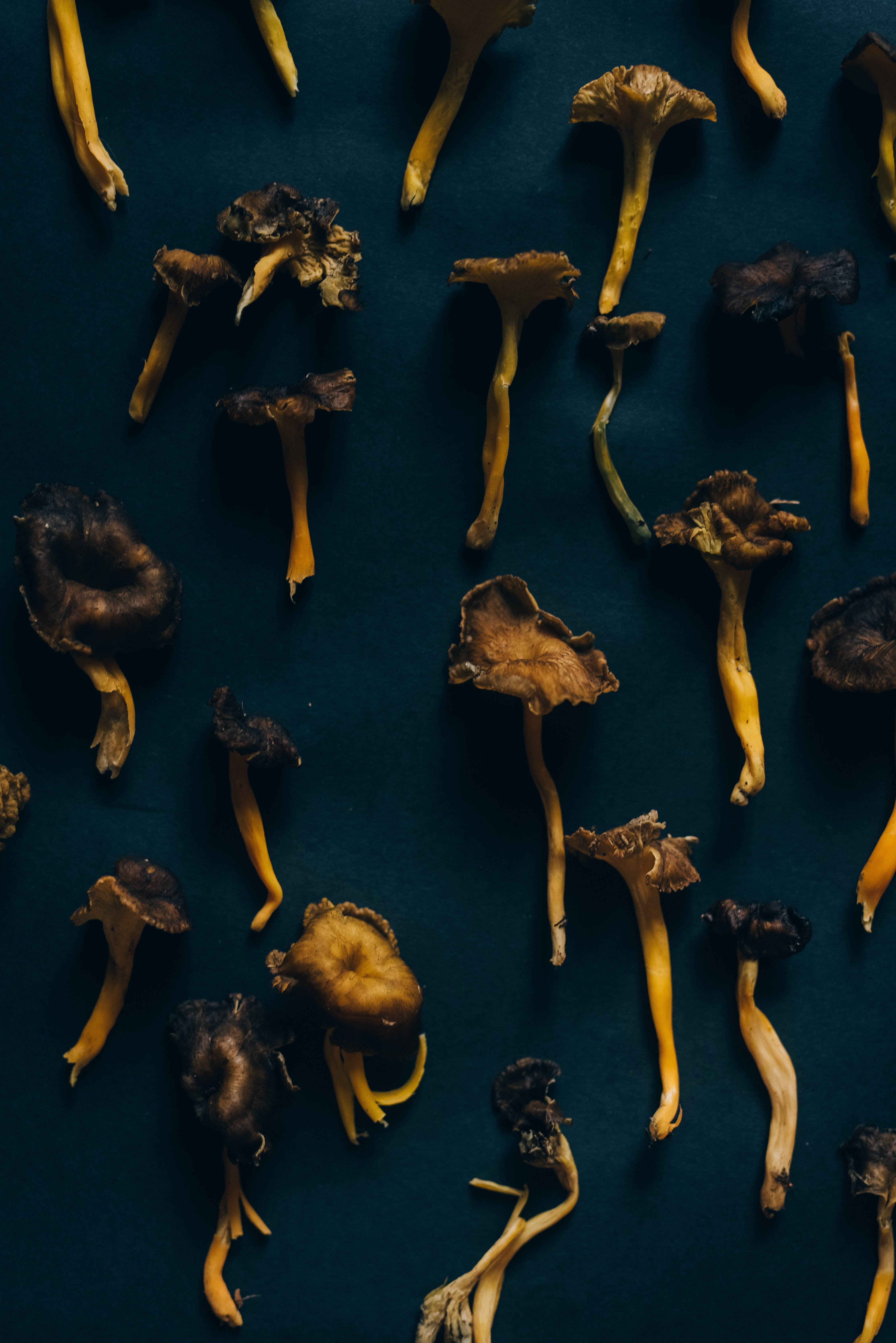 Estética de champiñones secos en flatlay Fondos de pantalla