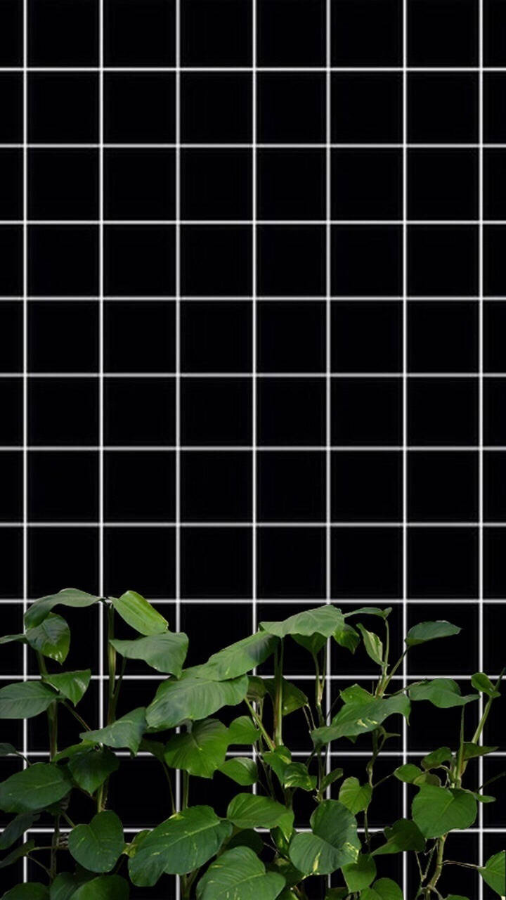 Estética de cuadrícula en blanco y negro con plantas Fondos de pantalla