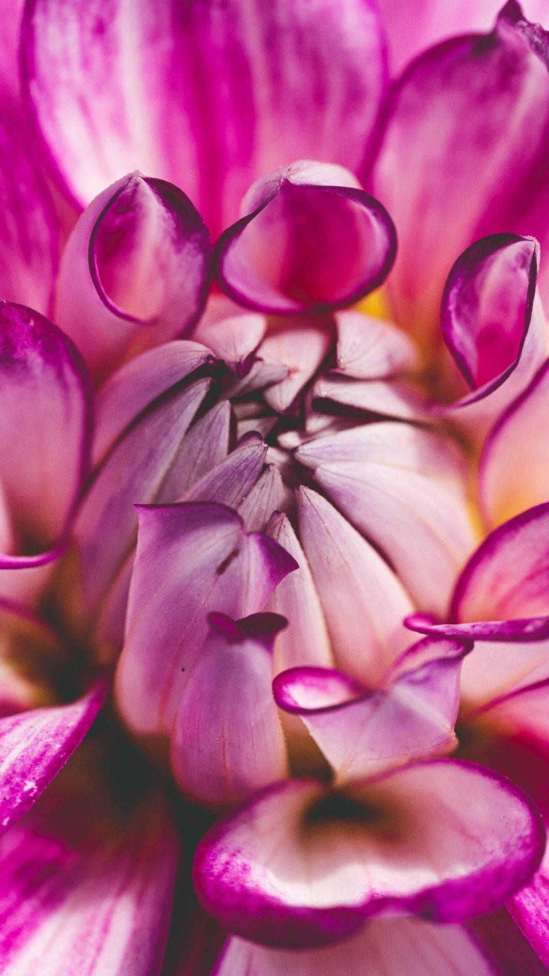 Estética de flor brotando Fondos de pantalla