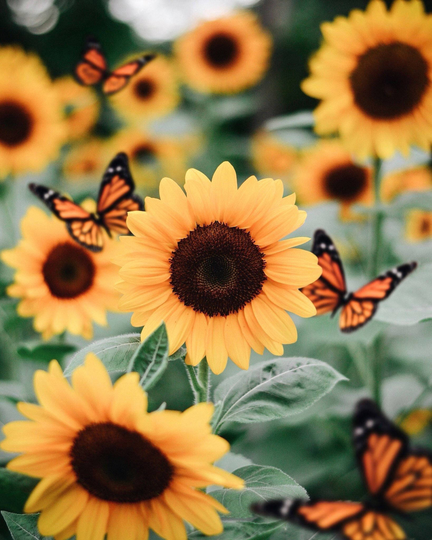 Estética de Girasol y Mariposa Fondos de pantalla