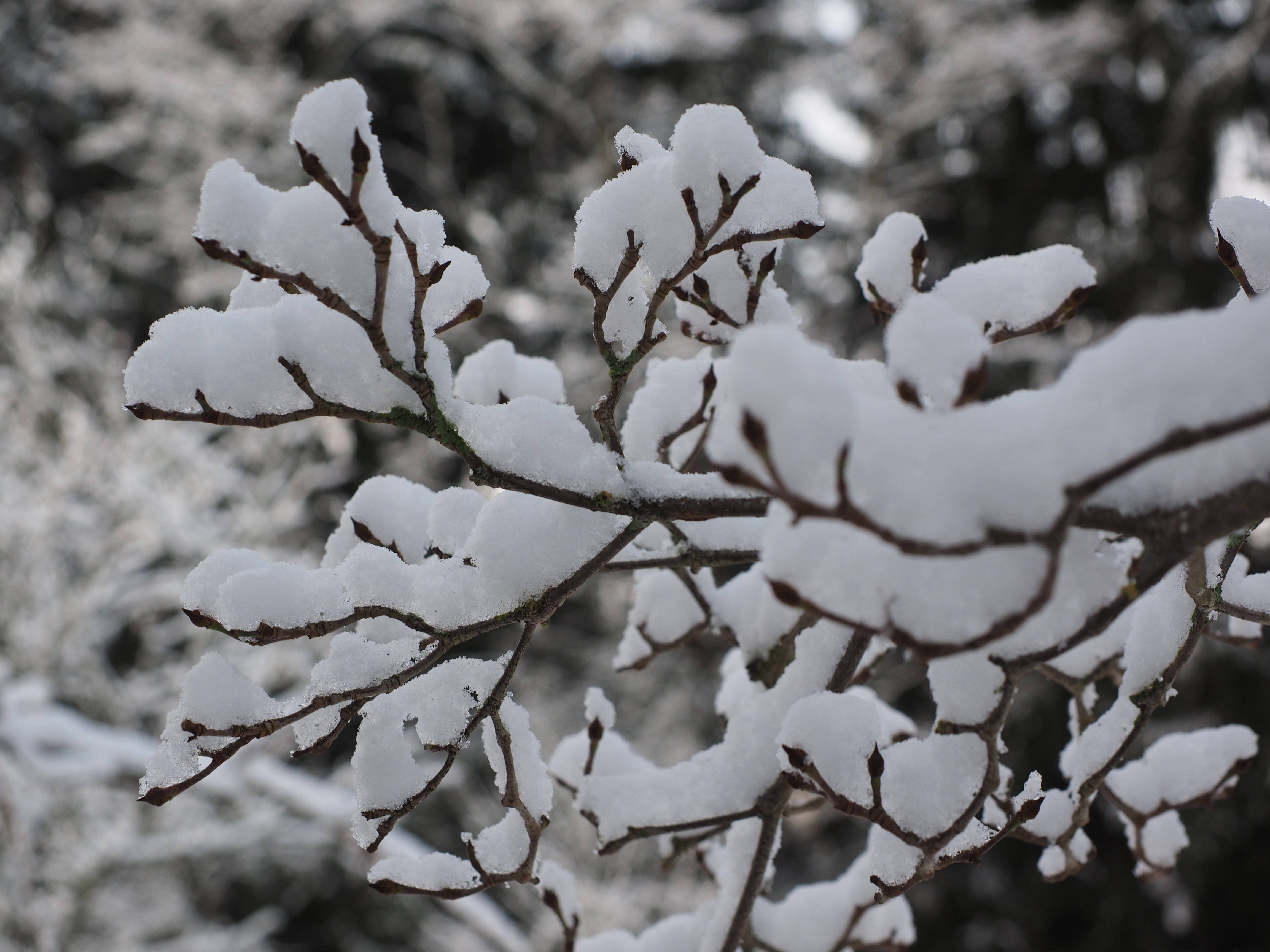 Estética de Hojas Nevadas Fondos de pantalla