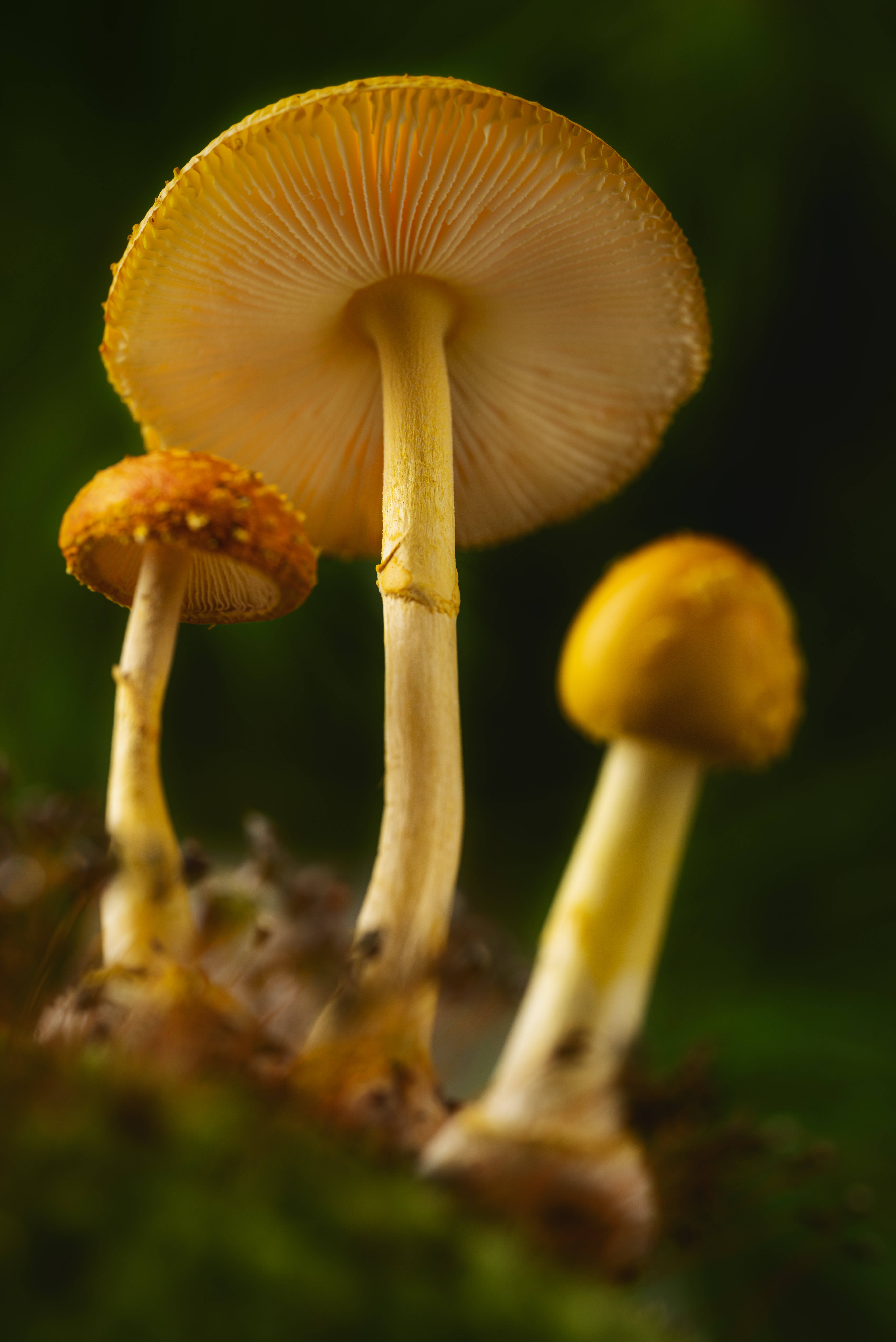 Estética de Hongo Amarillo Fondos de pantalla