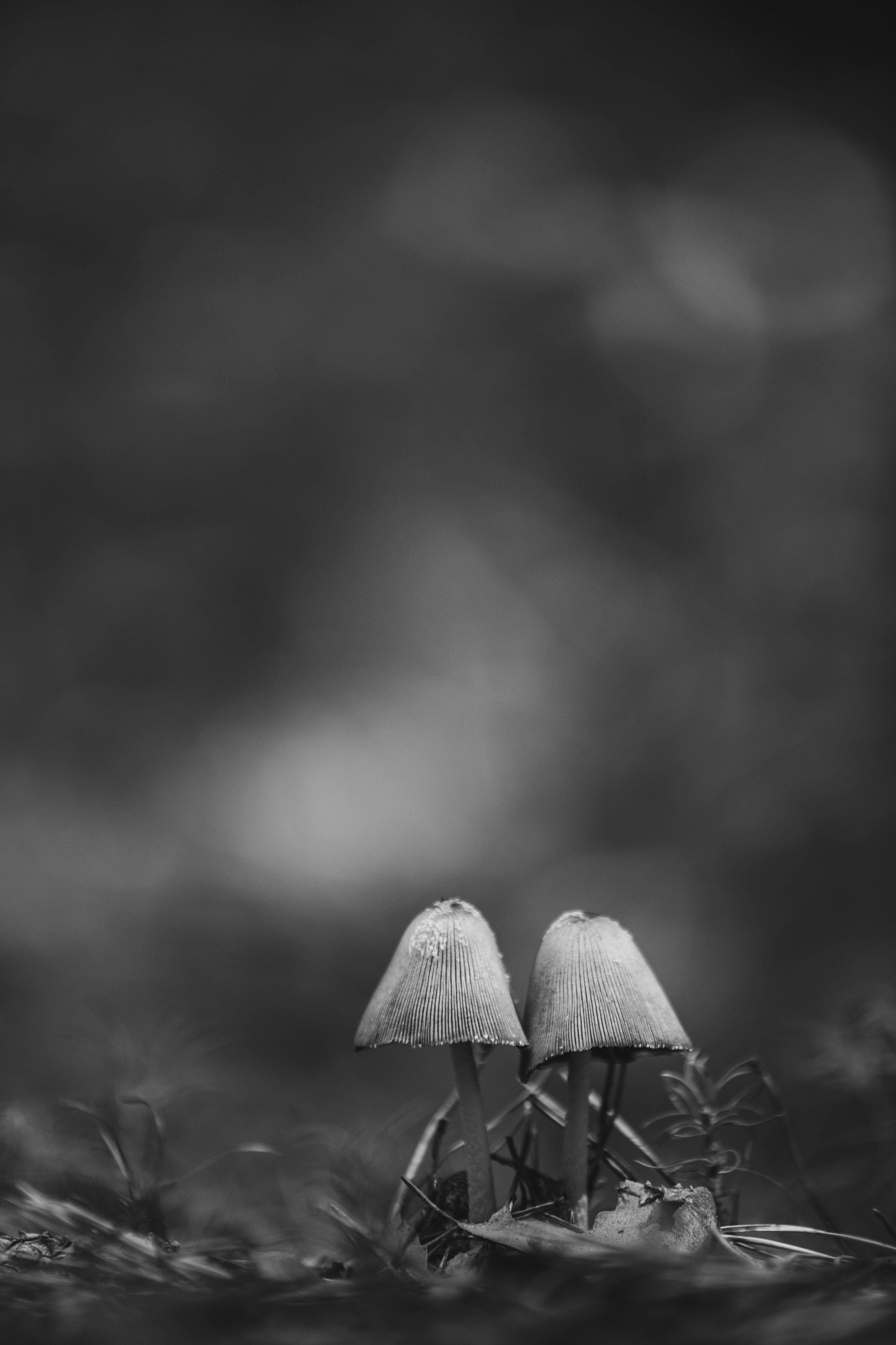 Estética de hongos en escala de grises Fondos de pantalla