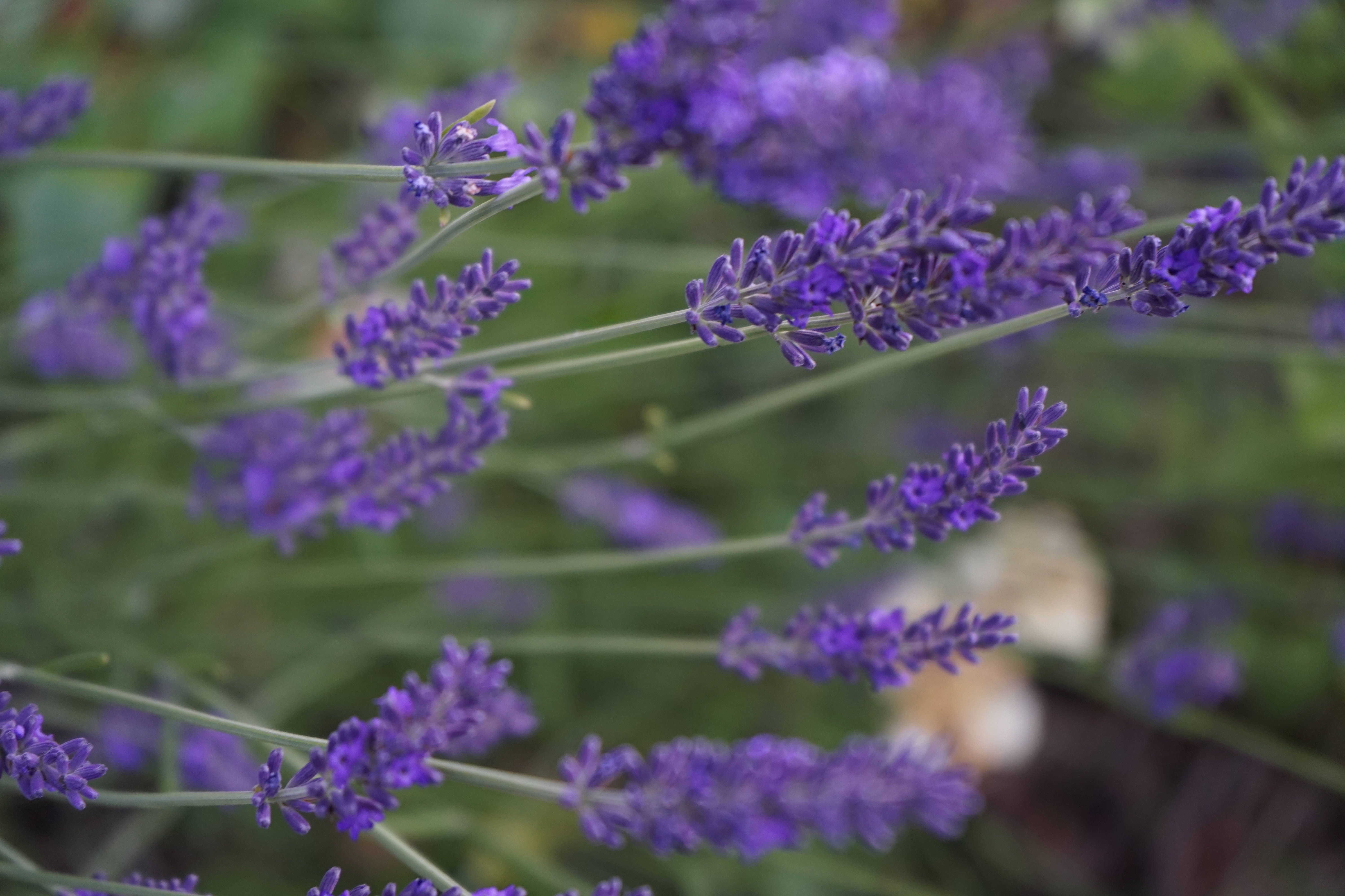 Estética de lavanda con primer plano de flores Fondos de pantalla