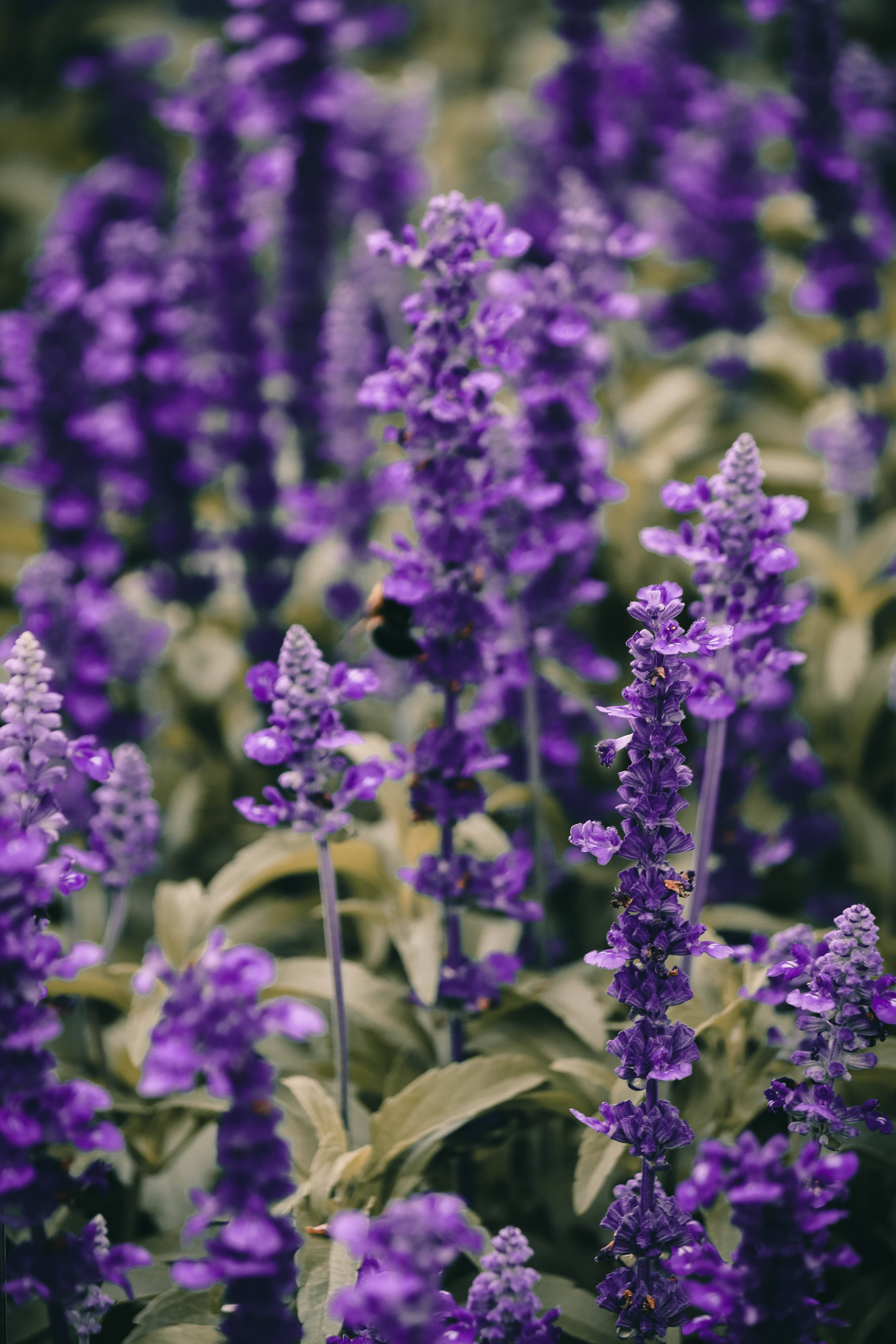 Estética de Lavanda Primer Vibrante de Flores Fondos de pantalla
