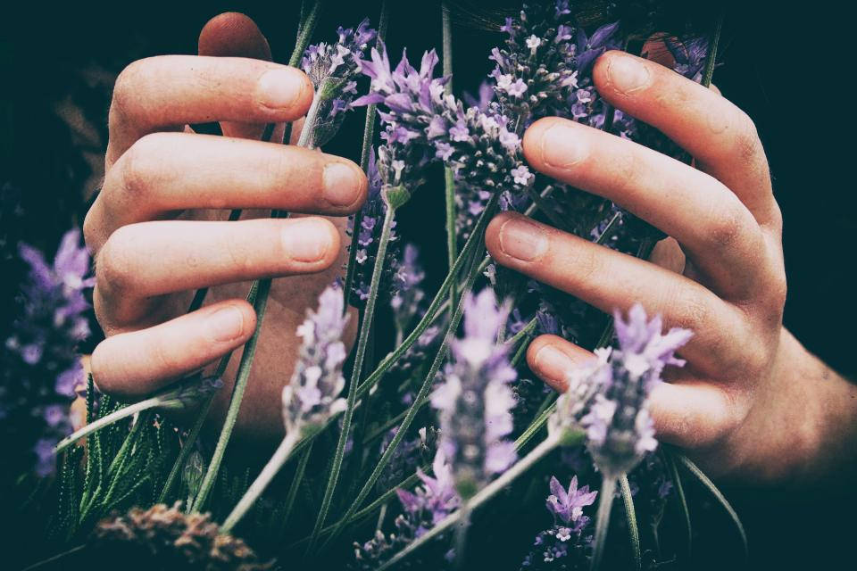 Estética de Lavanda con Flores Fondos de pantalla