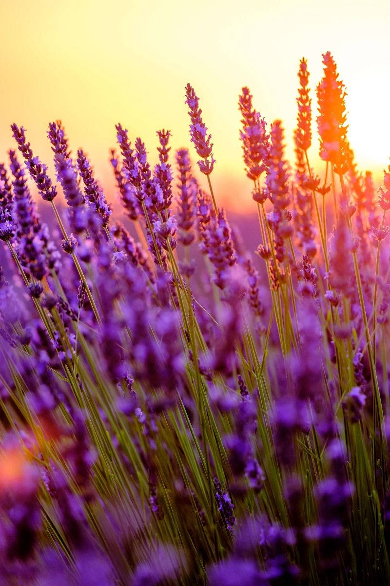 Estética de Lavanda con Capullos de Flores y Luz Solar Fondos de pantalla
