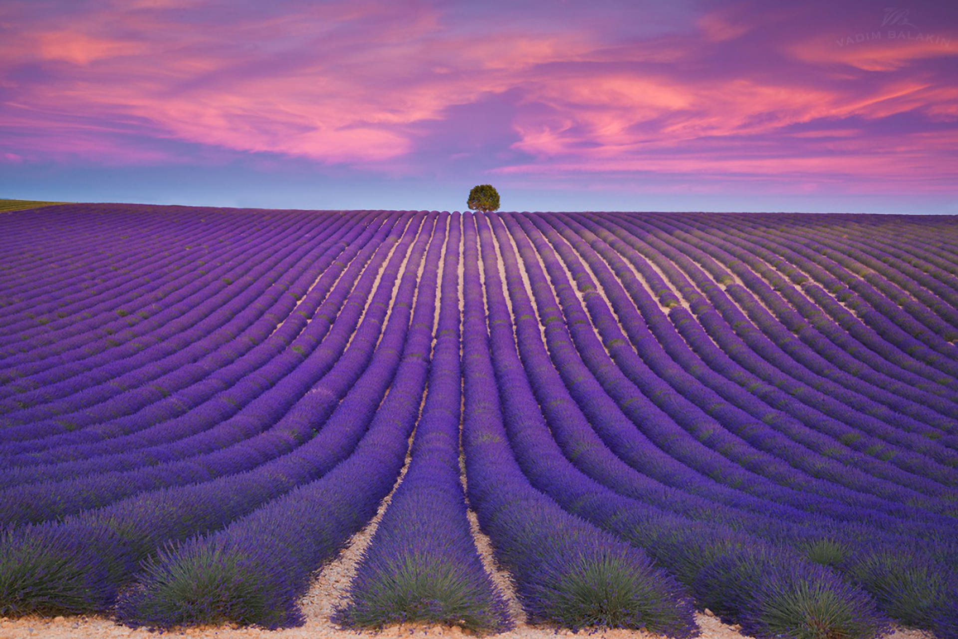 Estética de Lavanda Hileras Ordenadas y Cielos Violetas Fondos de pantalla