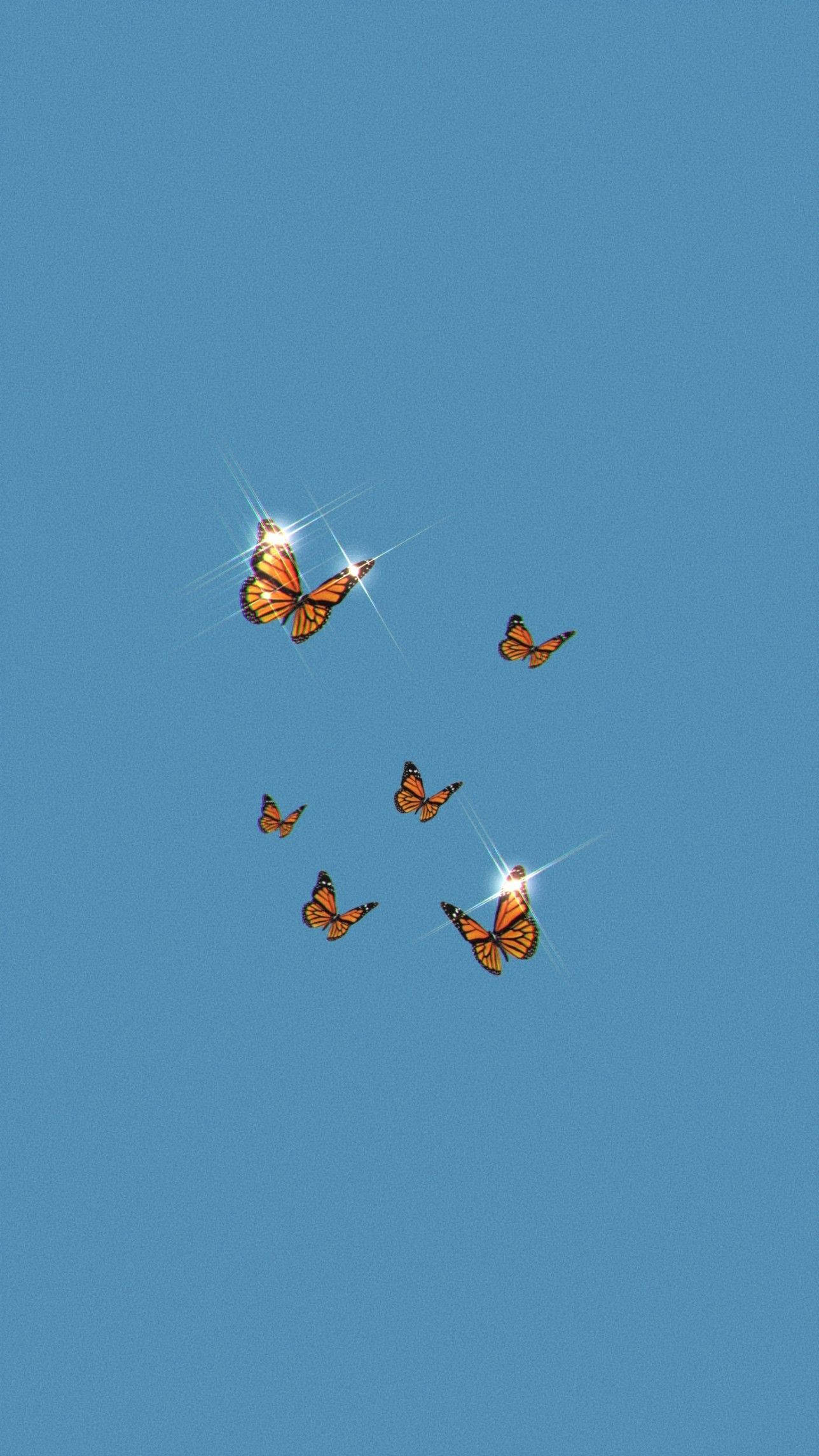 Estética de Mariposa Monarca Fondos de pantalla