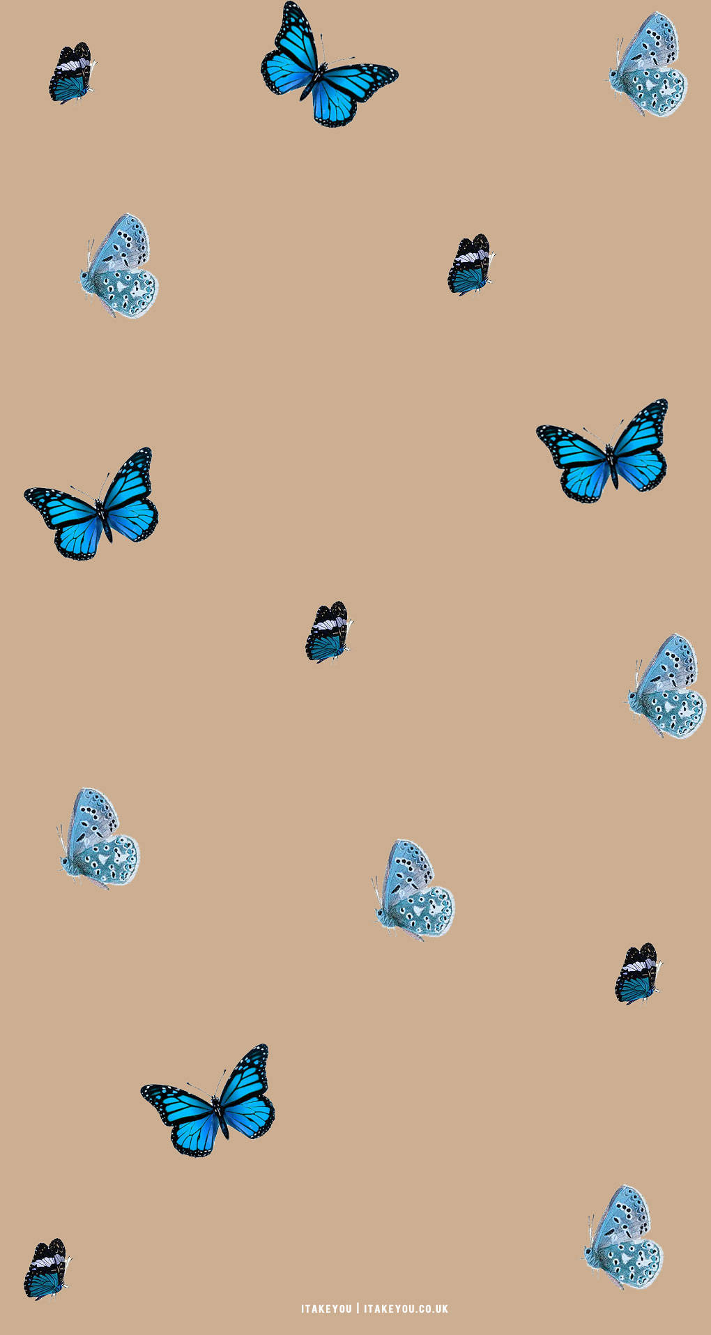 Estética de Mariposa Azul y Beige Fondos de pantalla