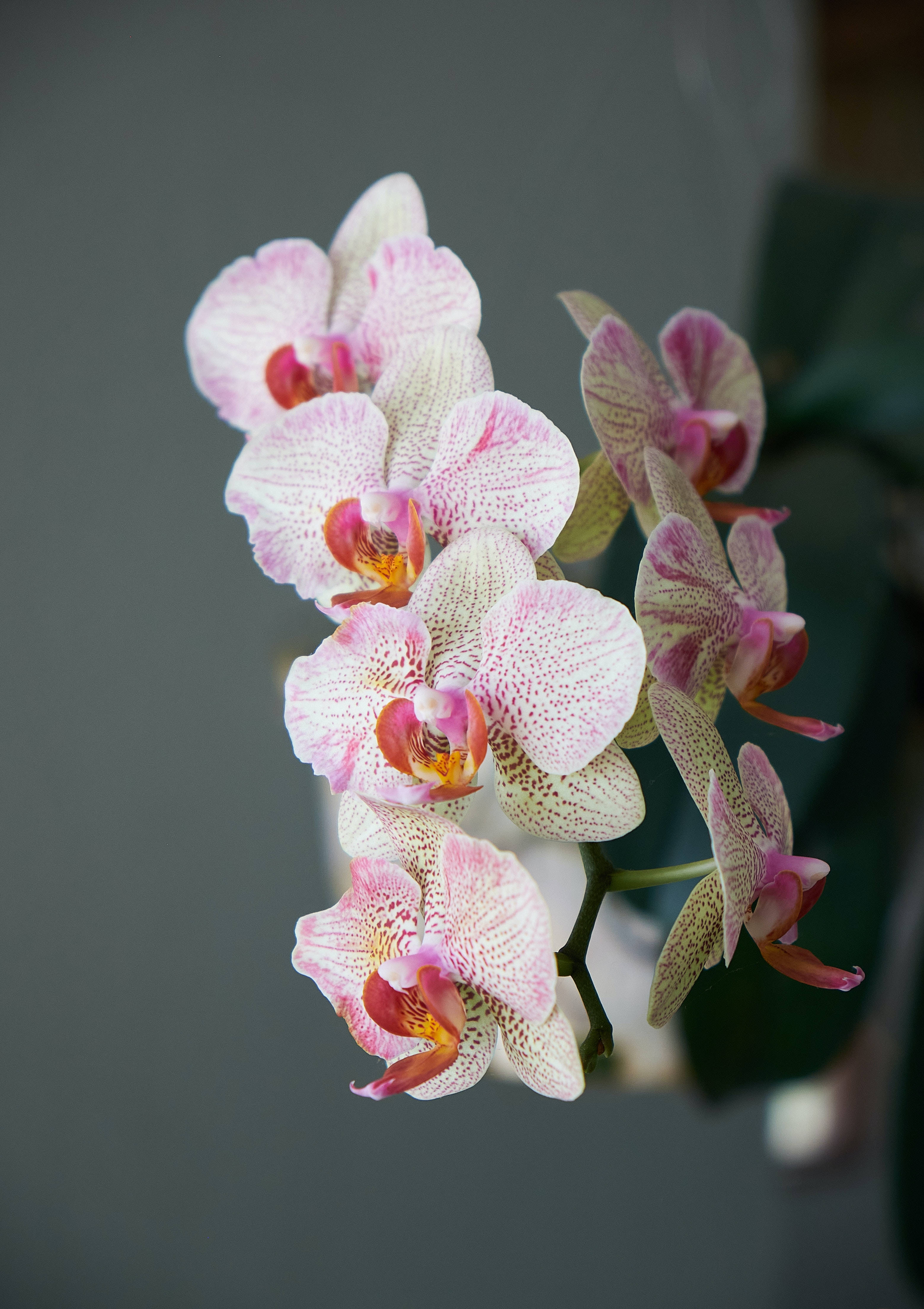 Estética de Orquídea Fondos de pantalla