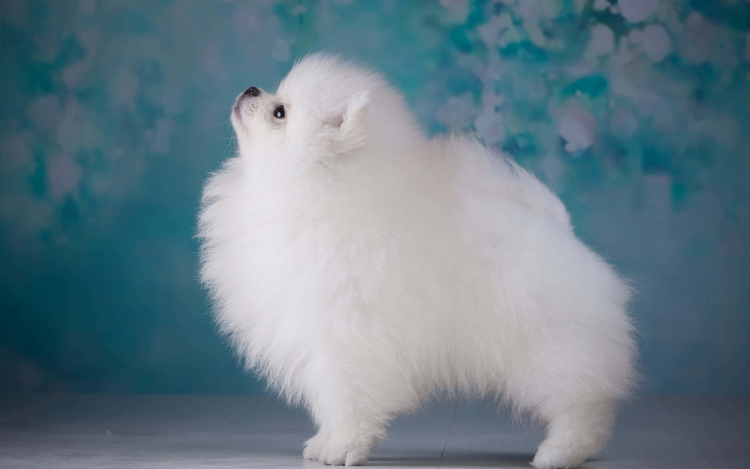 Estética de Perro Pomerania Fondos de pantalla