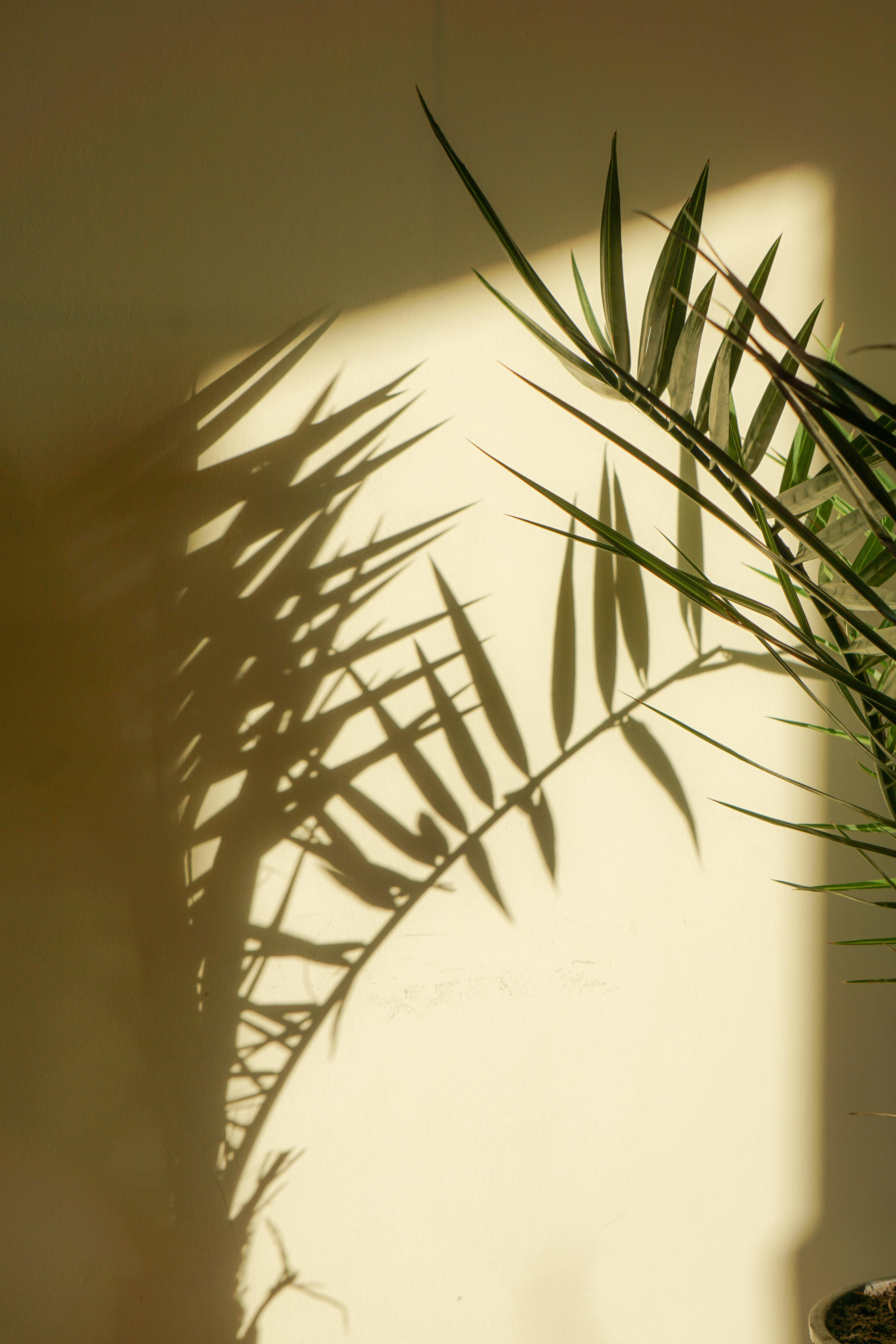 Estética de Planta de Palma con Sombra Fondos de pantalla