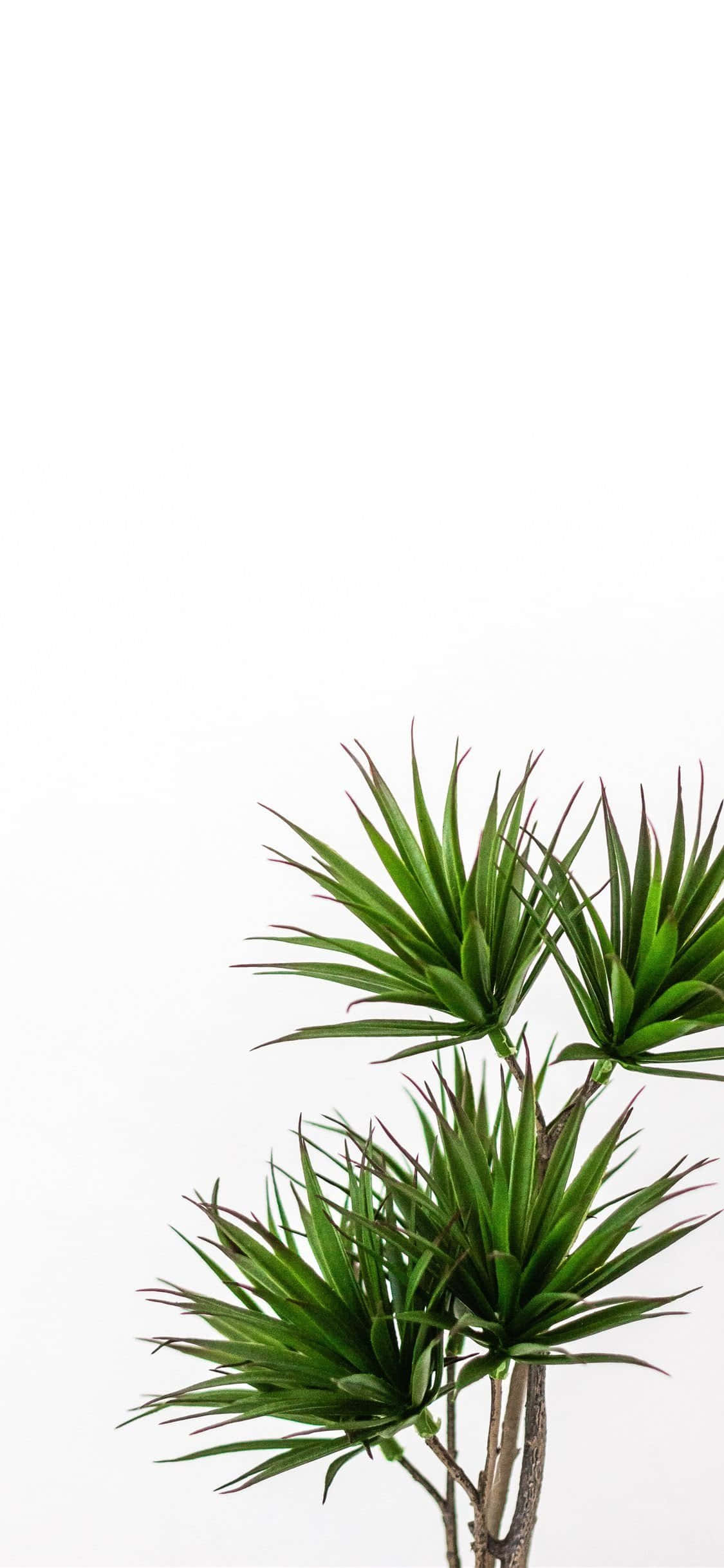Estética de Planta Enana Verde Fondos de pantalla