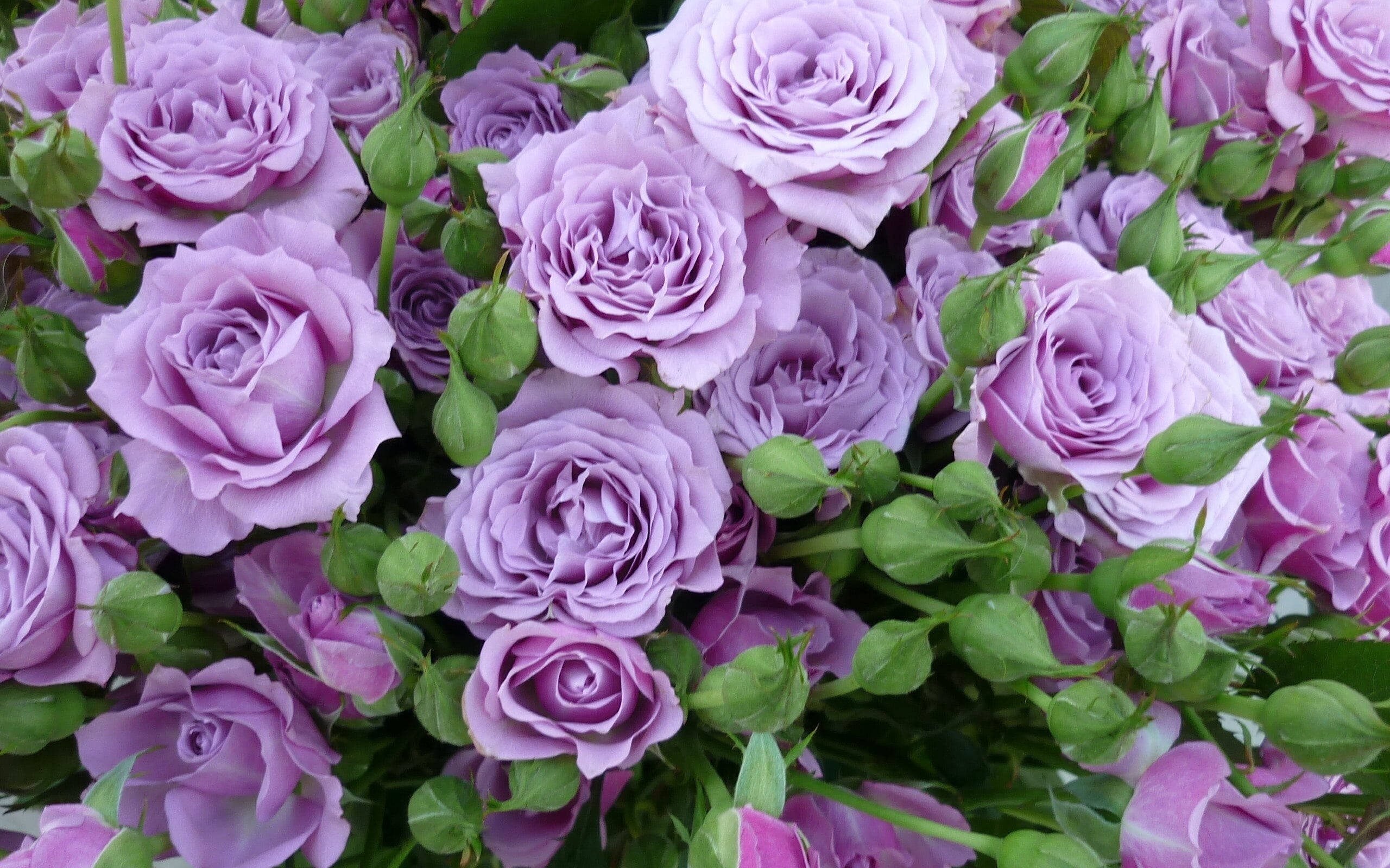 Estética de Rosa Lila Fondos de pantalla